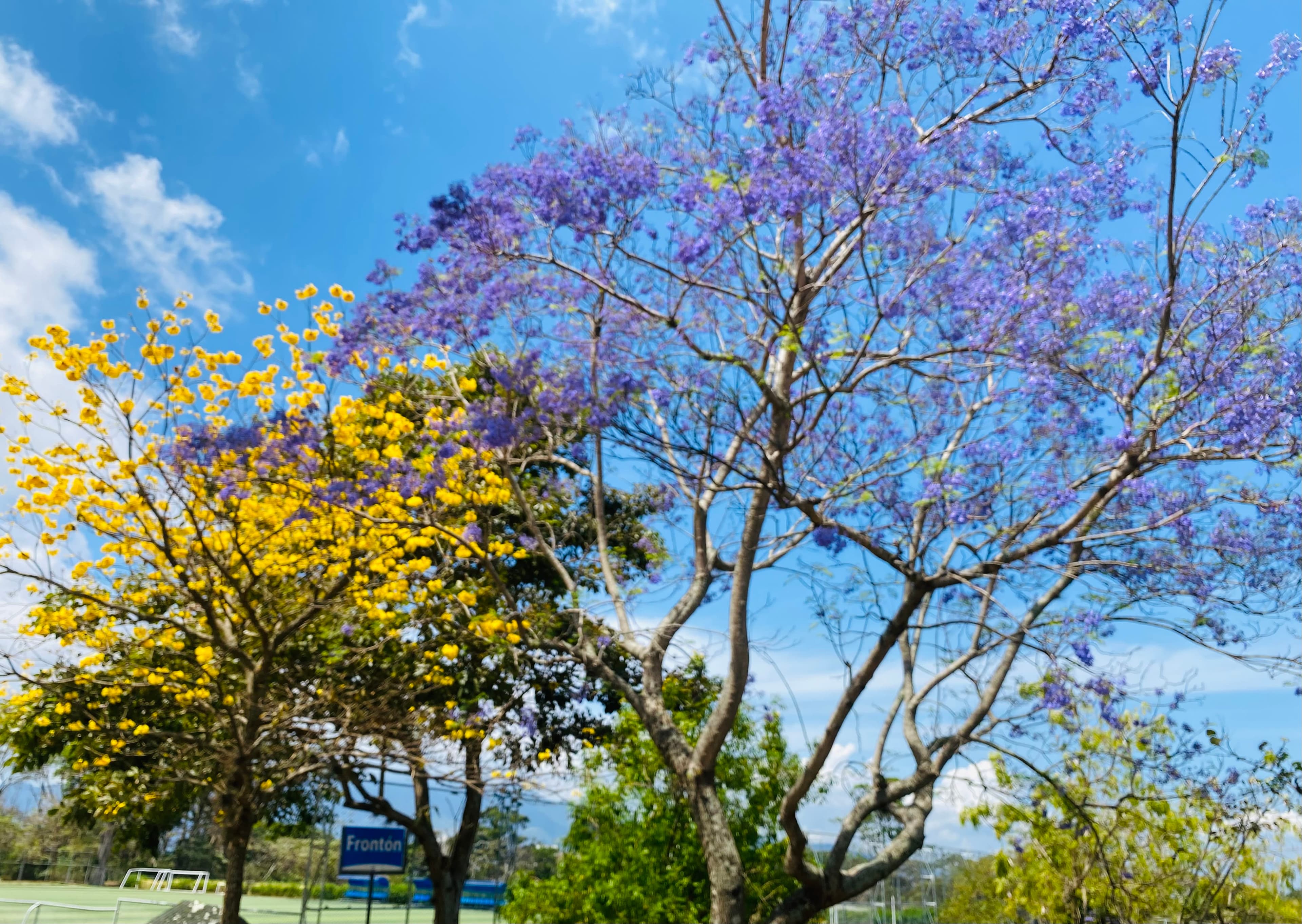 Árboles en Flor: Cortez, Roble y Jacaranda