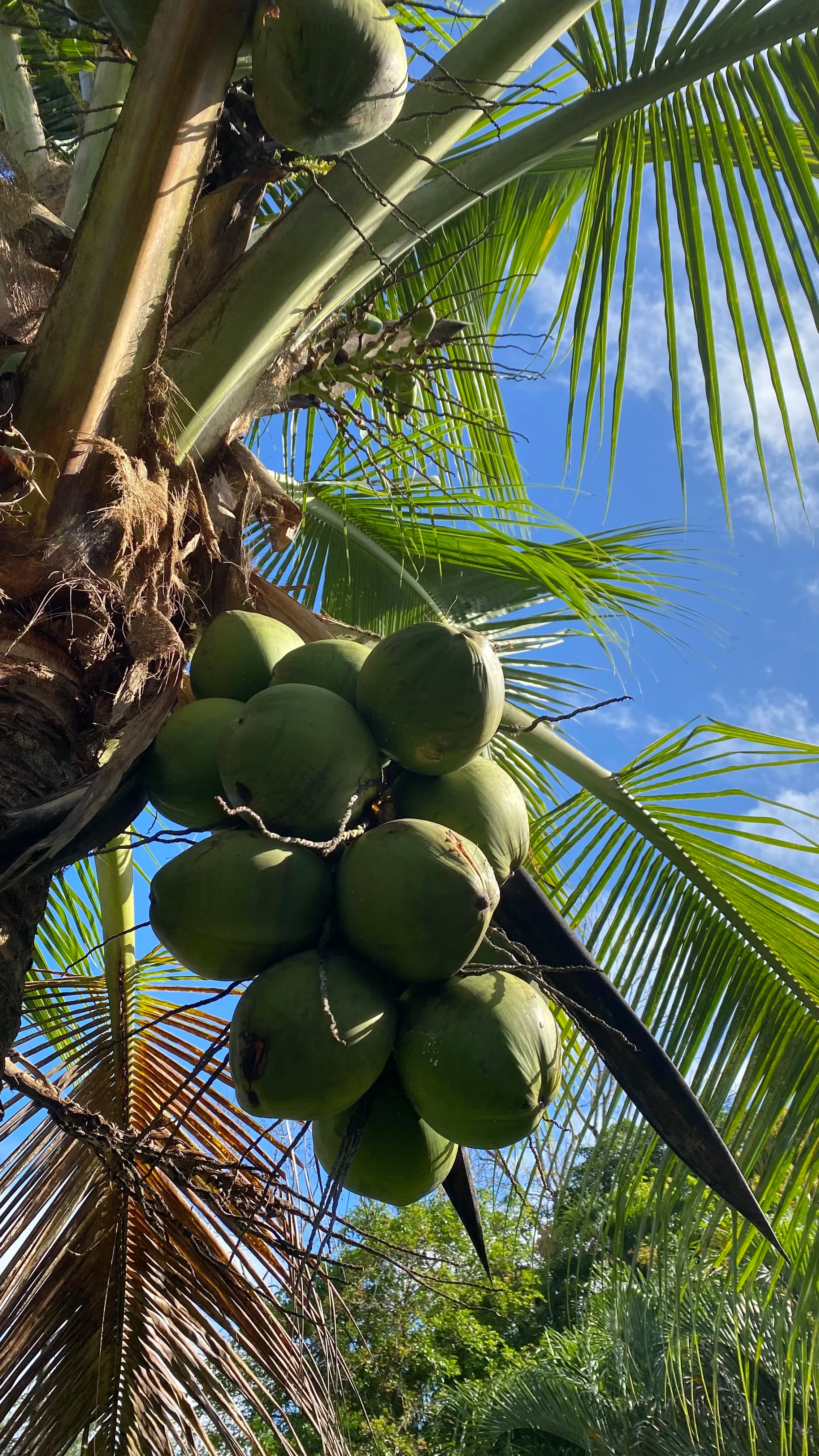 Gastronomía Costarricense