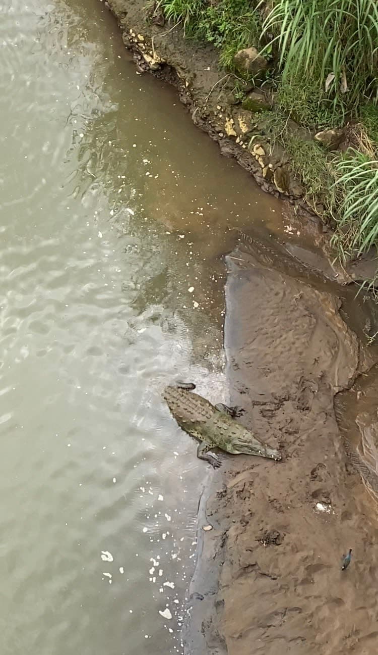 Cocodrilos del Río Tárcoles 5