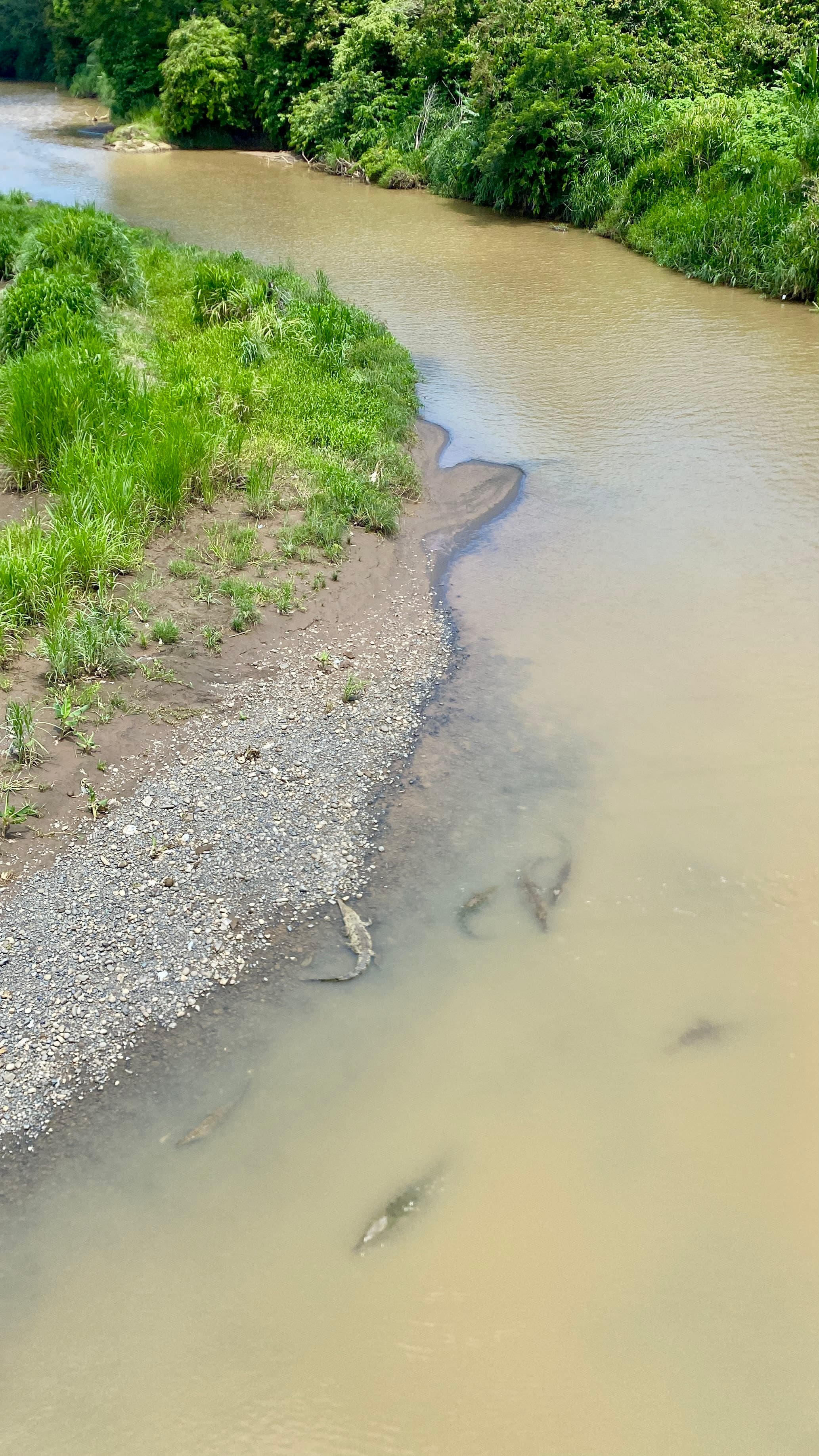 Cocodrilos del Río Tárcoles