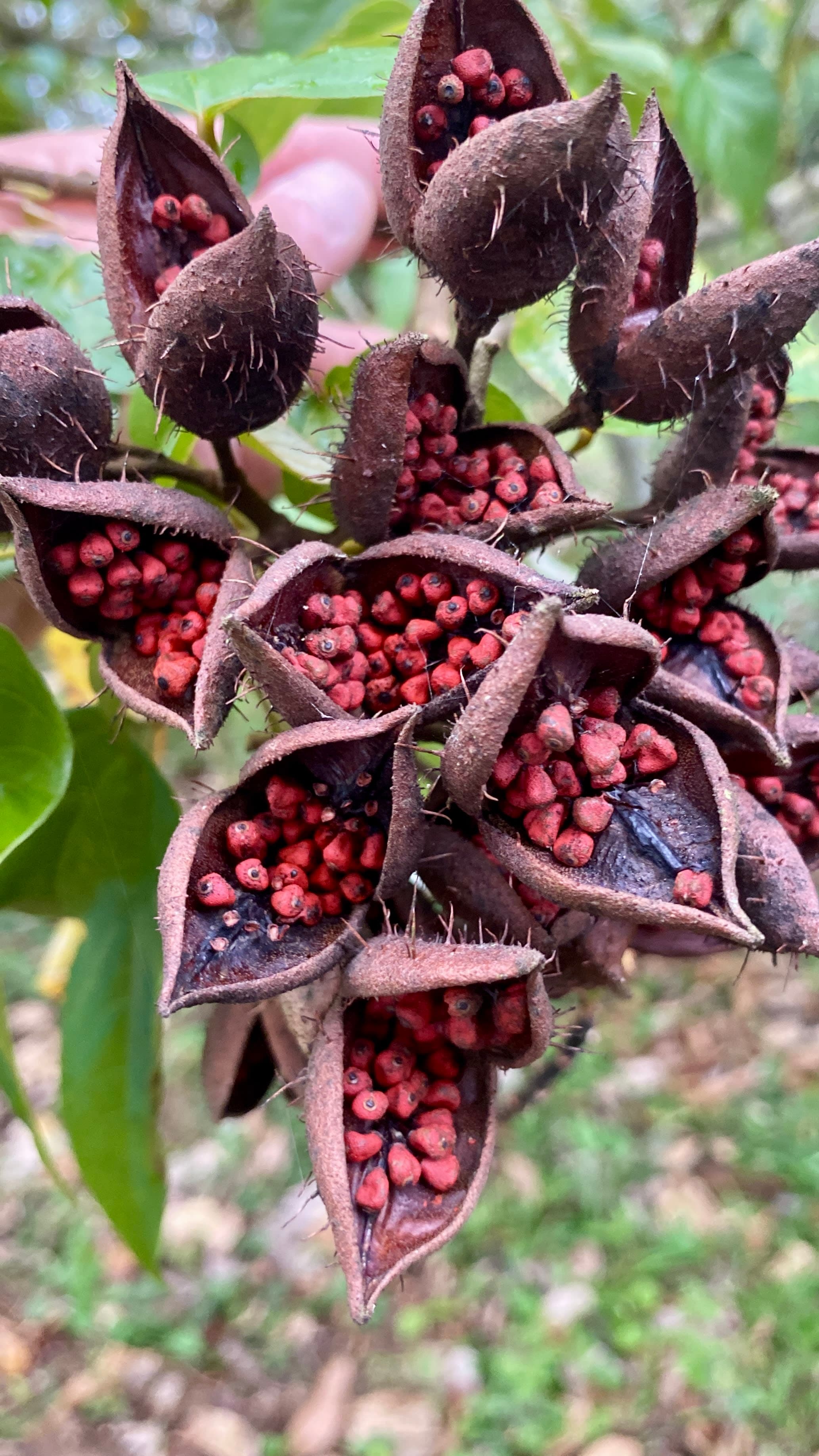 Gastronomía Costarricense 2