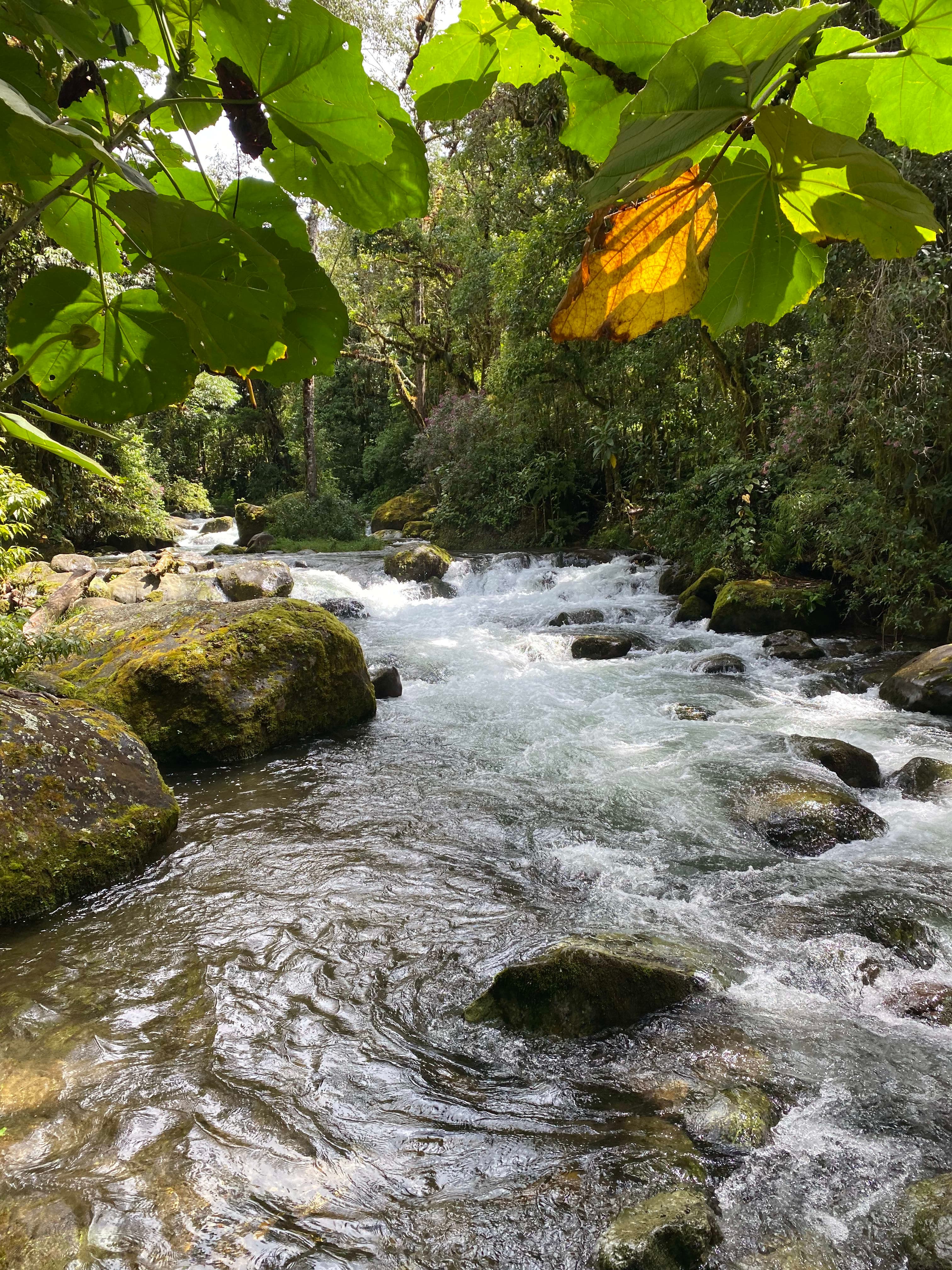 Monteverde