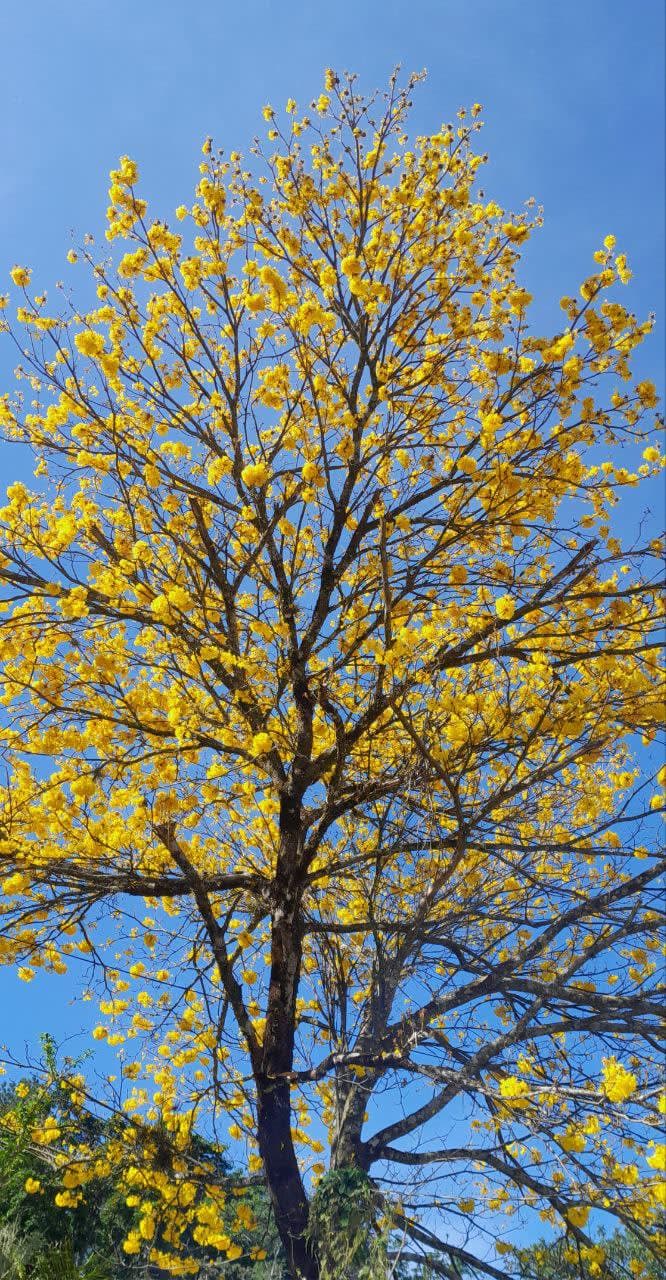 Árboles en Flor: Cortez, Roble y Jacaranda 44