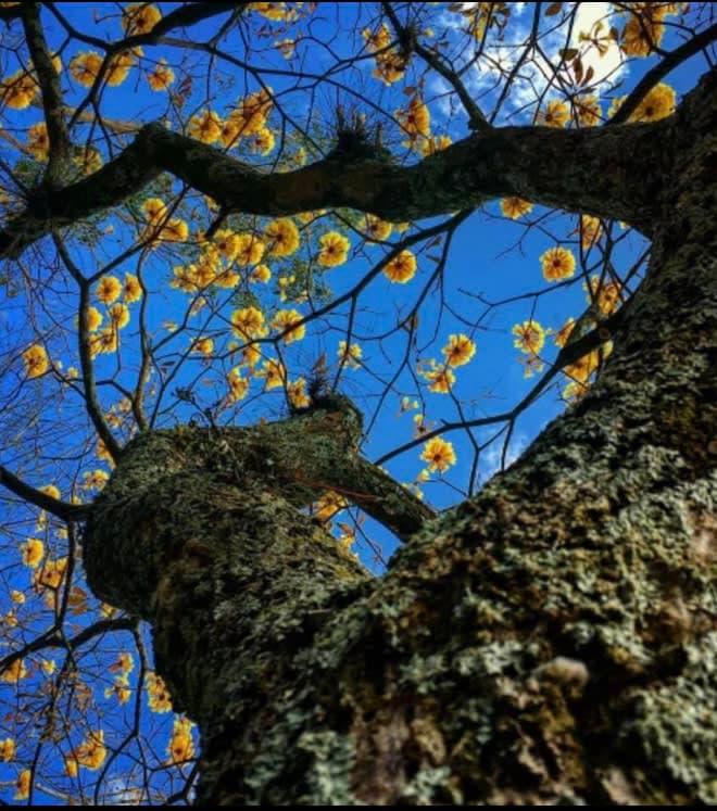 Árboles en Flor: Cortez, Roble y Jacaranda 43