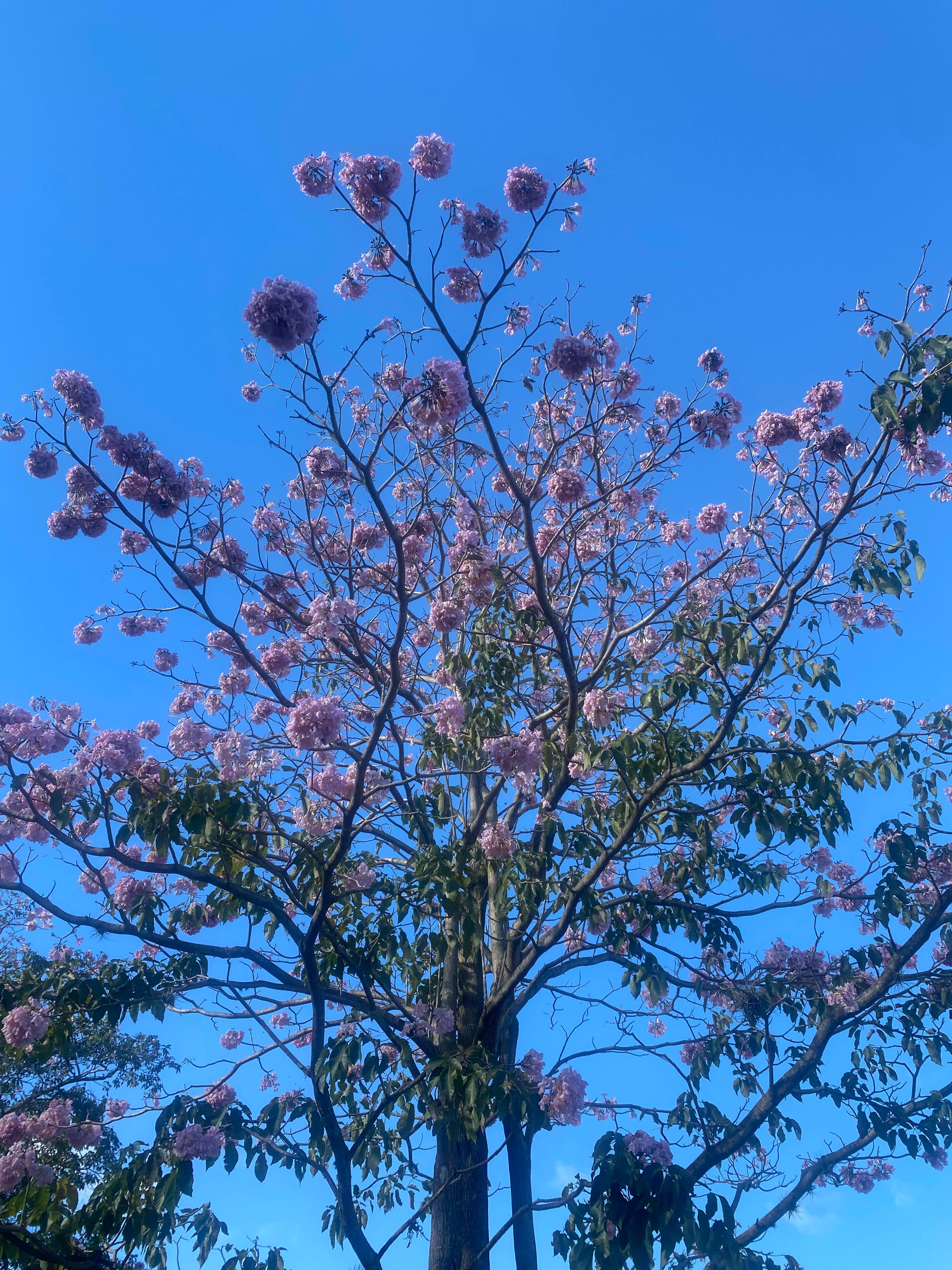 Árboles en Flor: Cortez, Roble y Jacaranda 42