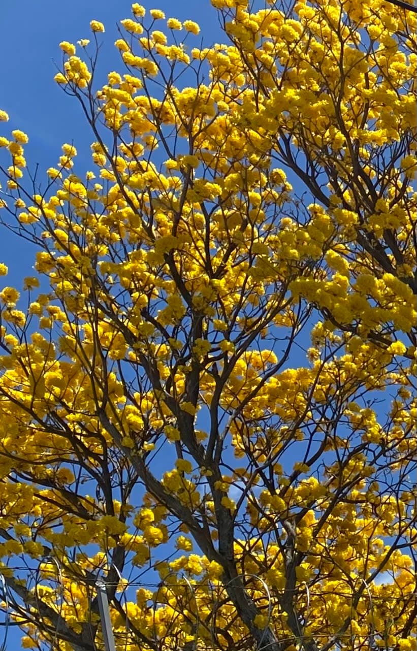 Árboles en Flor: Cortez, Roble y Jacaranda 40