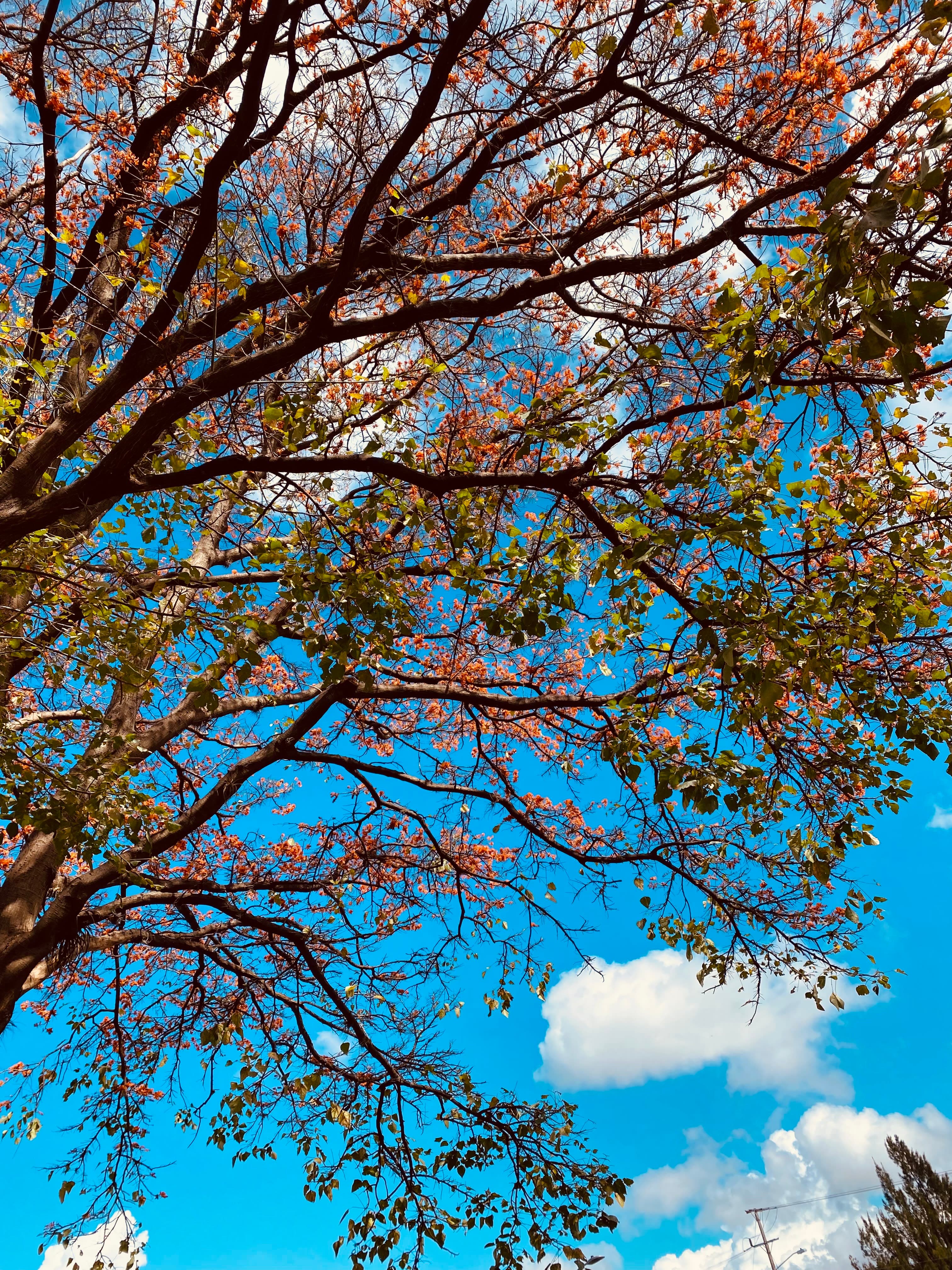 Árboles en Flor: Cortez, Roble y Jacaranda 38