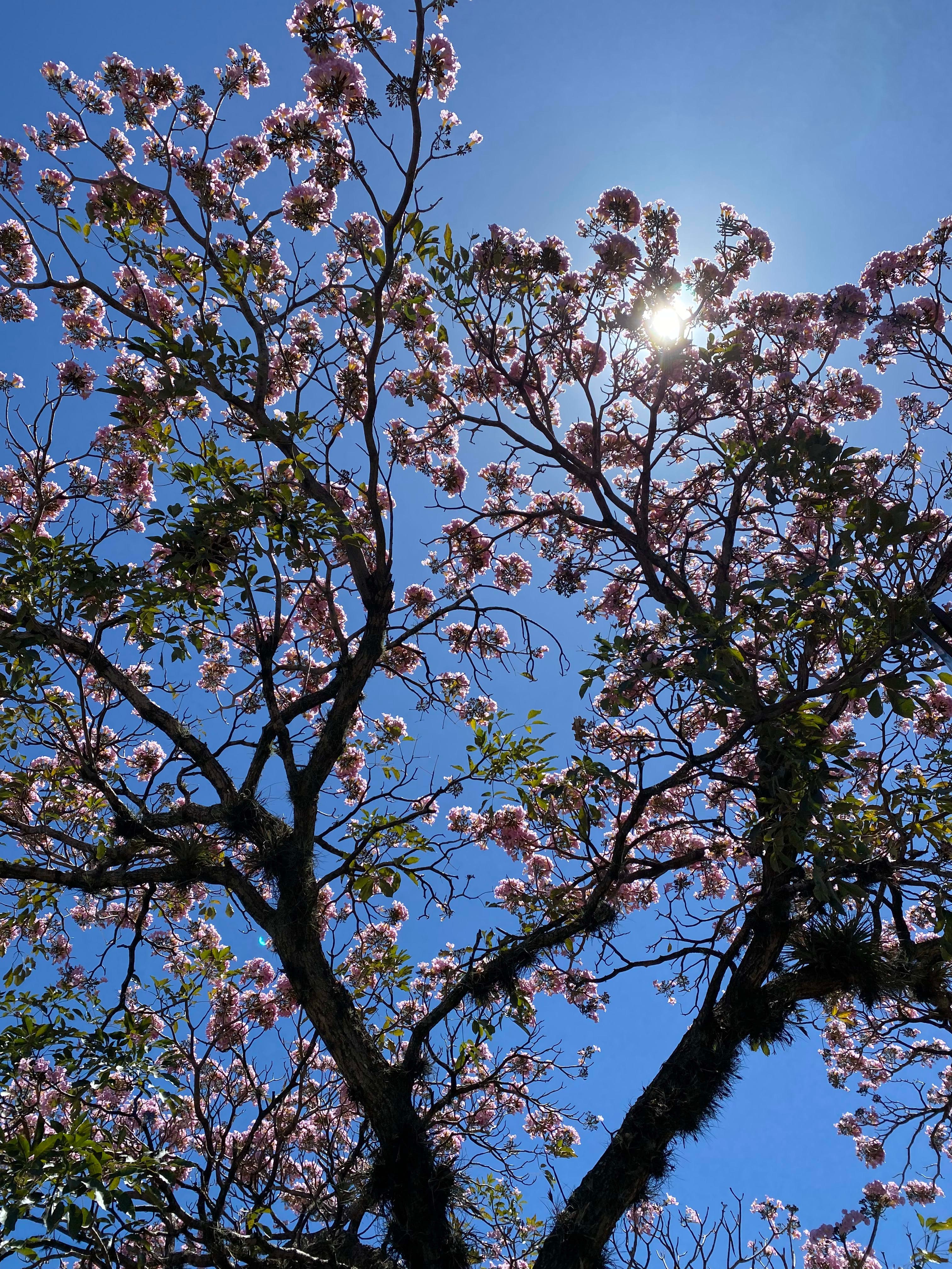 Árboles en Flor: Cortez, Roble y Jacaranda 39