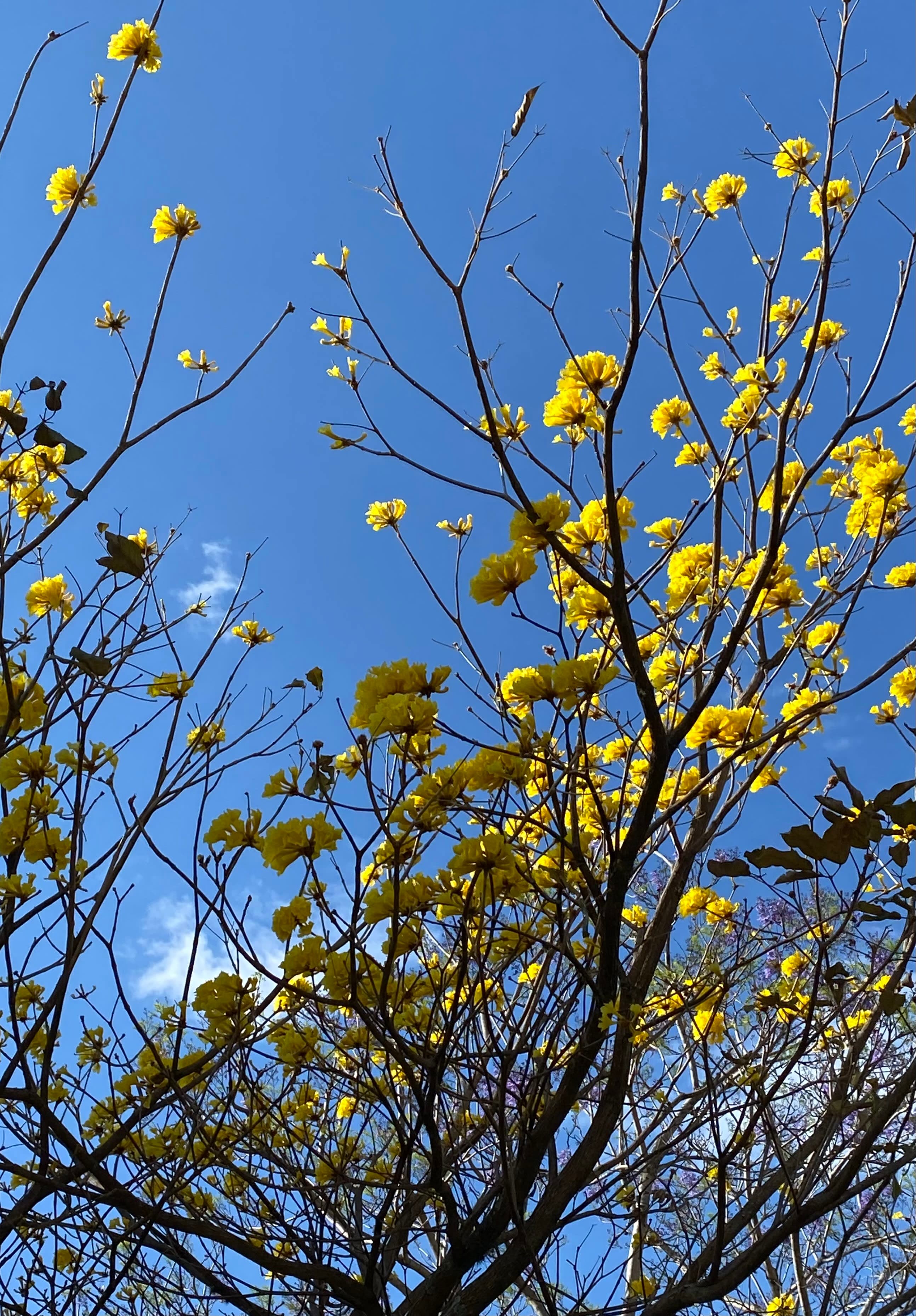 Árboles en Flor: Cortez, Roble y Jacaranda 37