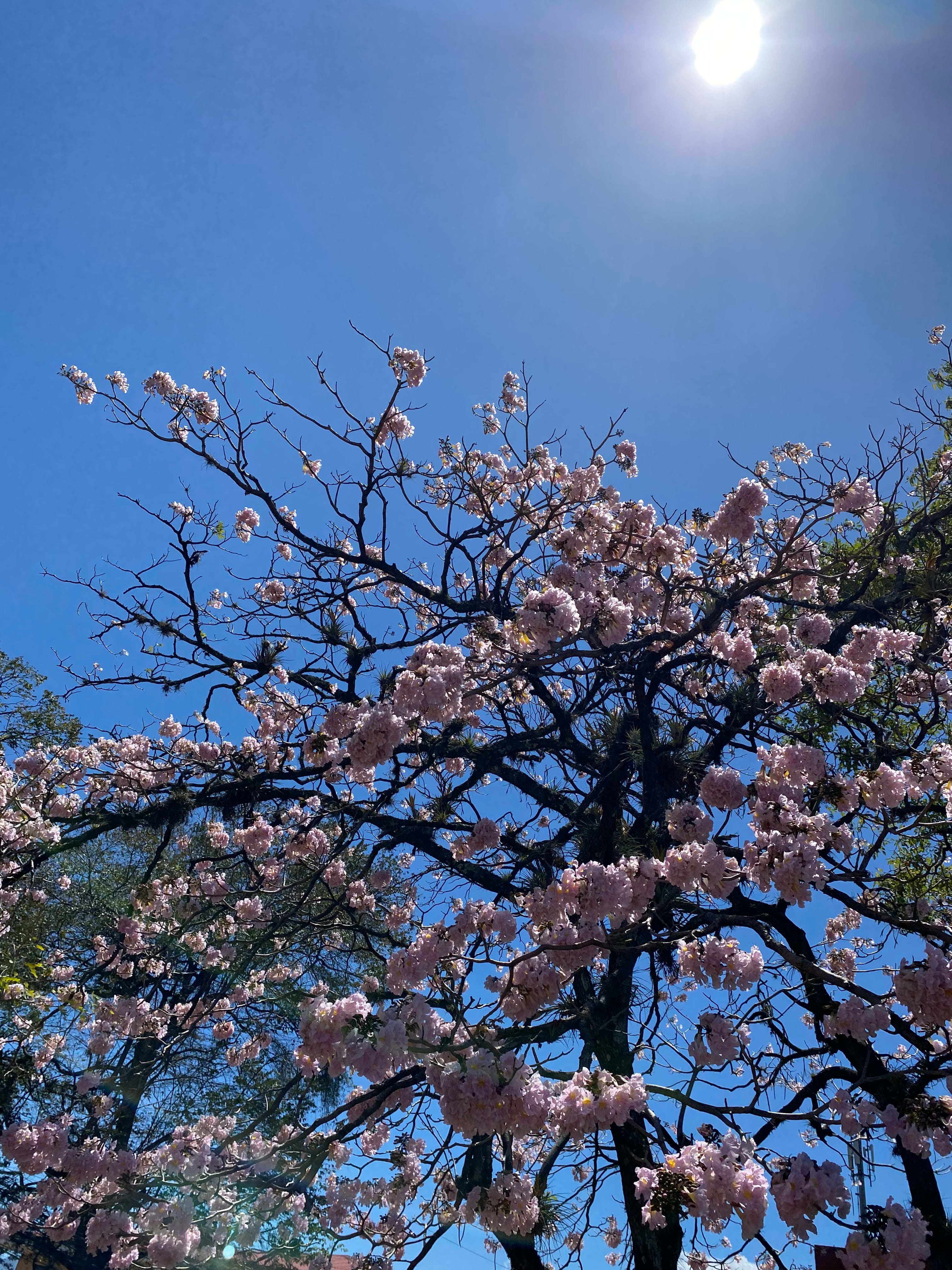 Árboles en Flor: Cortez, Roble y Jacaranda 36