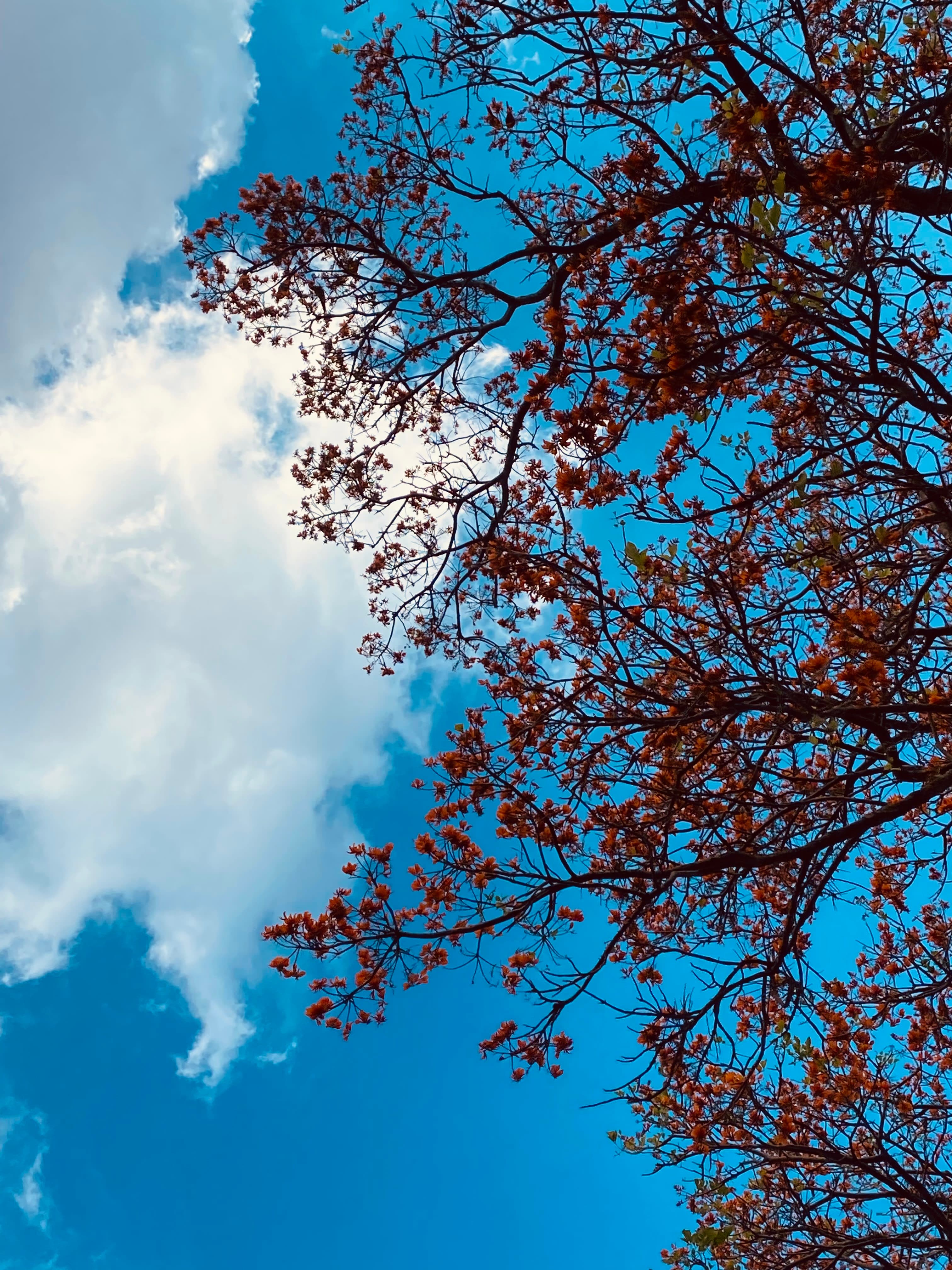 Árboles en Flor: Cortez, Roble y Jacaranda 35