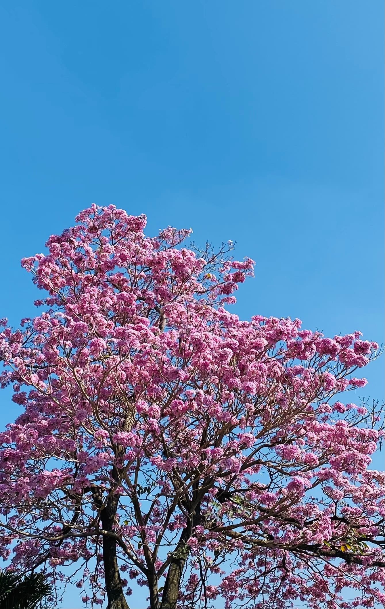 Árboles en Flor: Cortez, Roble y Jacaranda 34