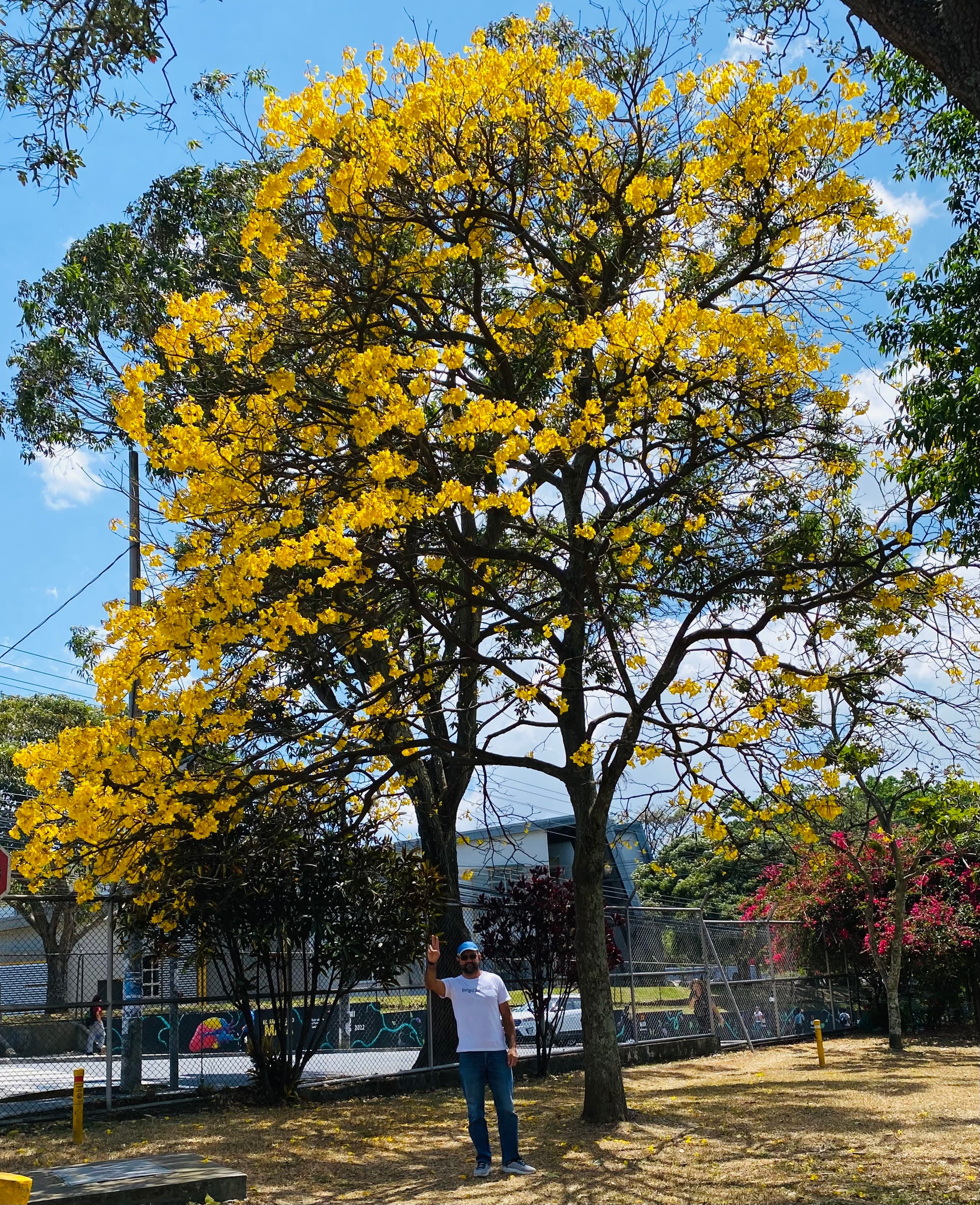 Árboles en Flor: Cortez, Roble y Jacaranda 33