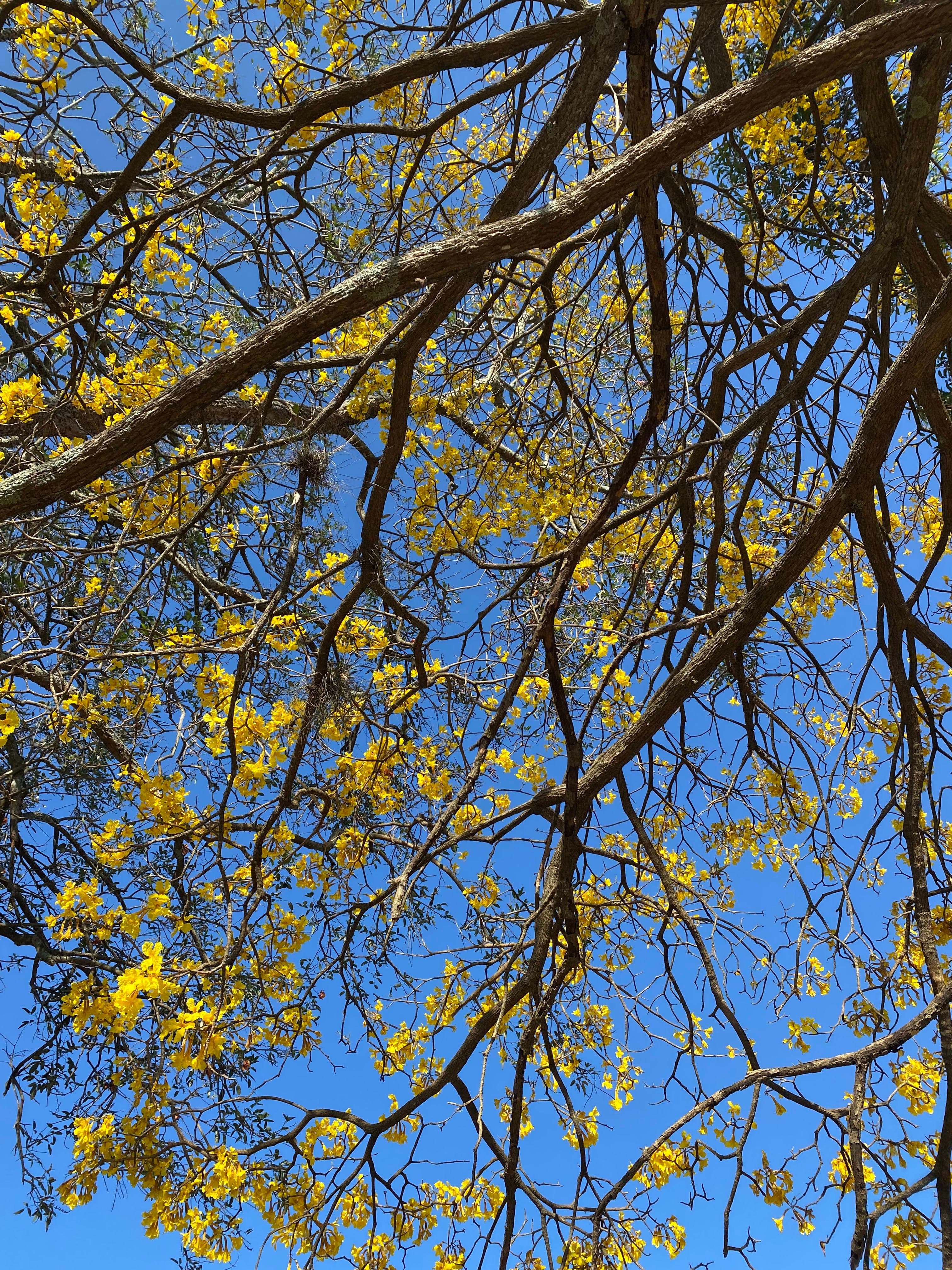 Árboles en Flor: Cortez, Roble y Jacaranda 32