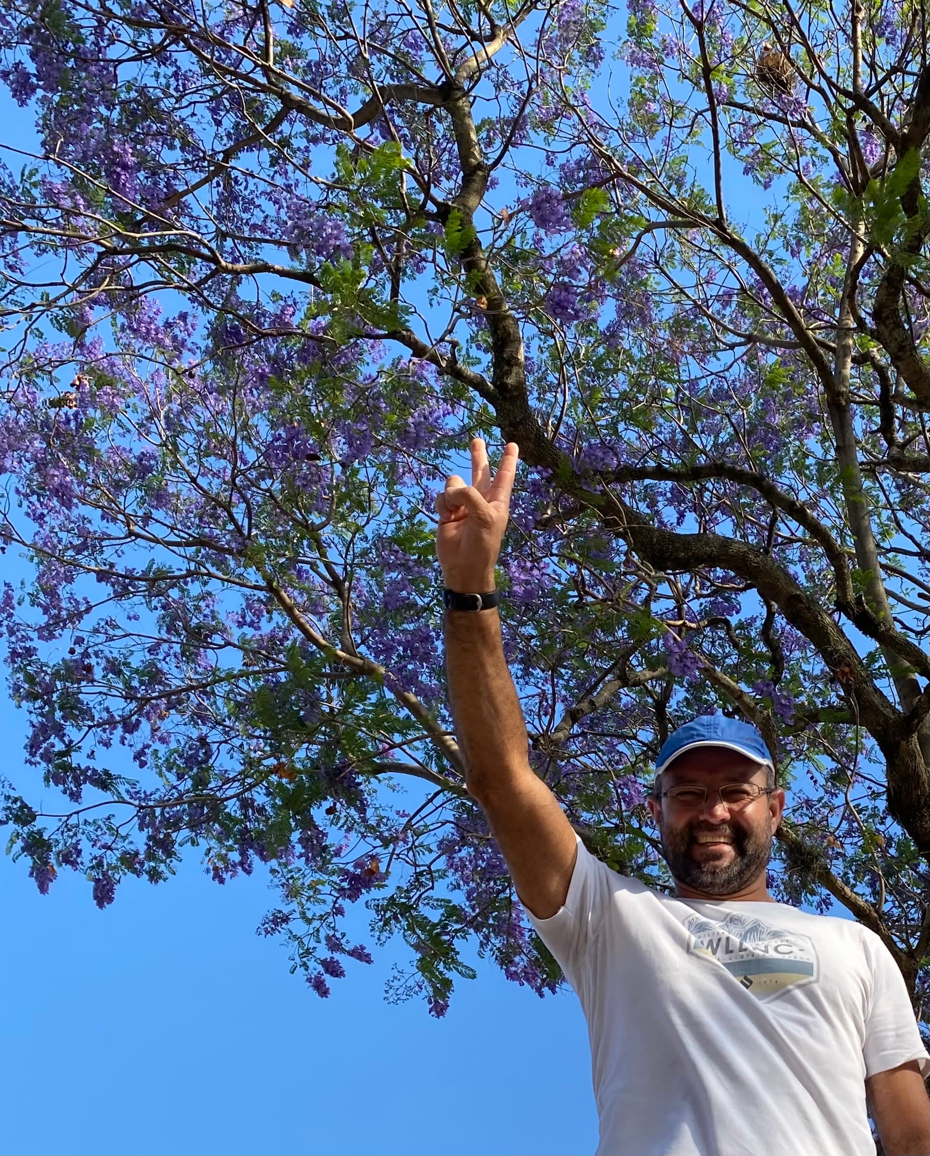 Árboles en Flor: Cortez, Roble y Jacaranda 31
