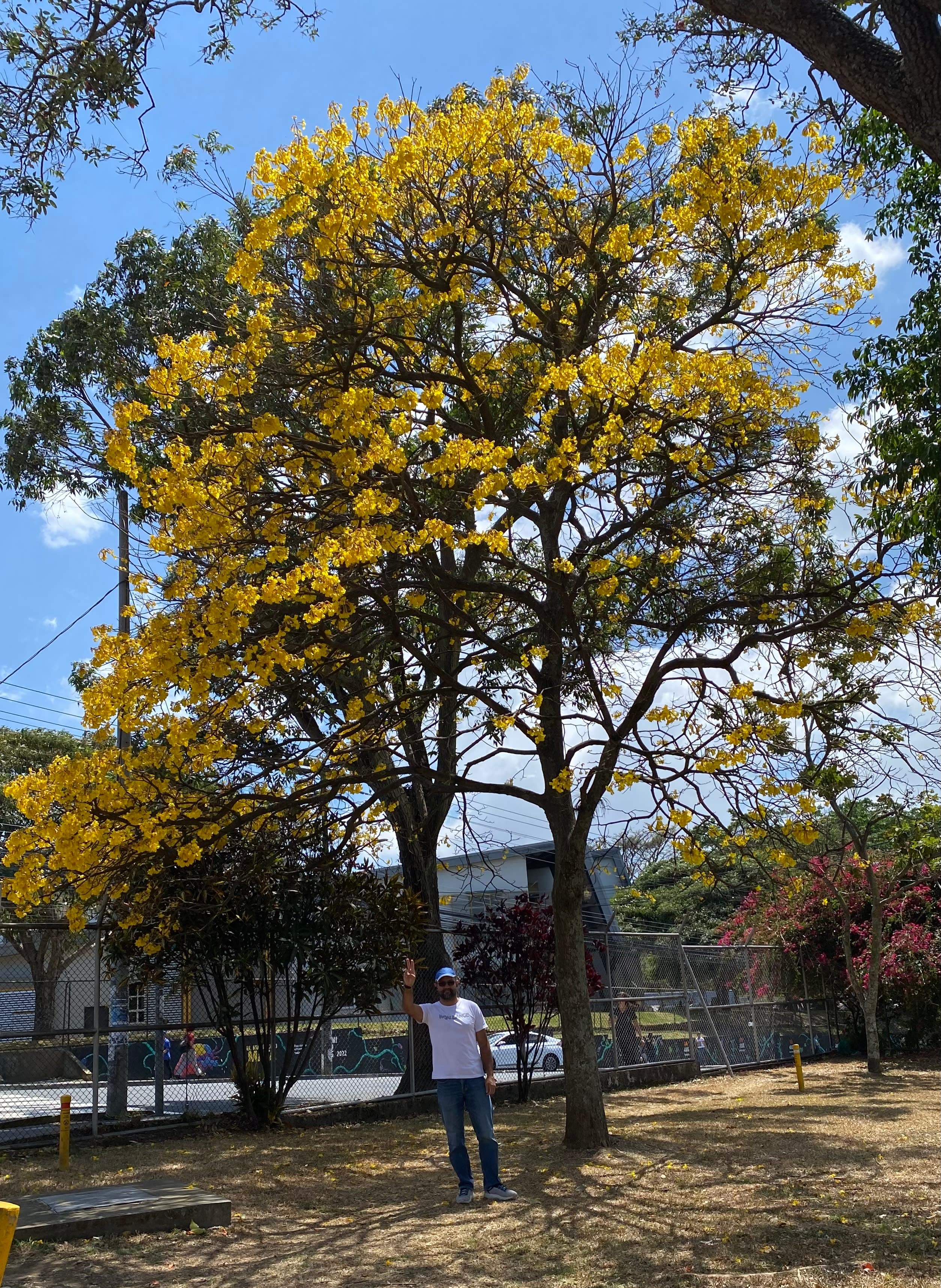 Árboles en Flor: Cortez, Roble y Jacaranda 30