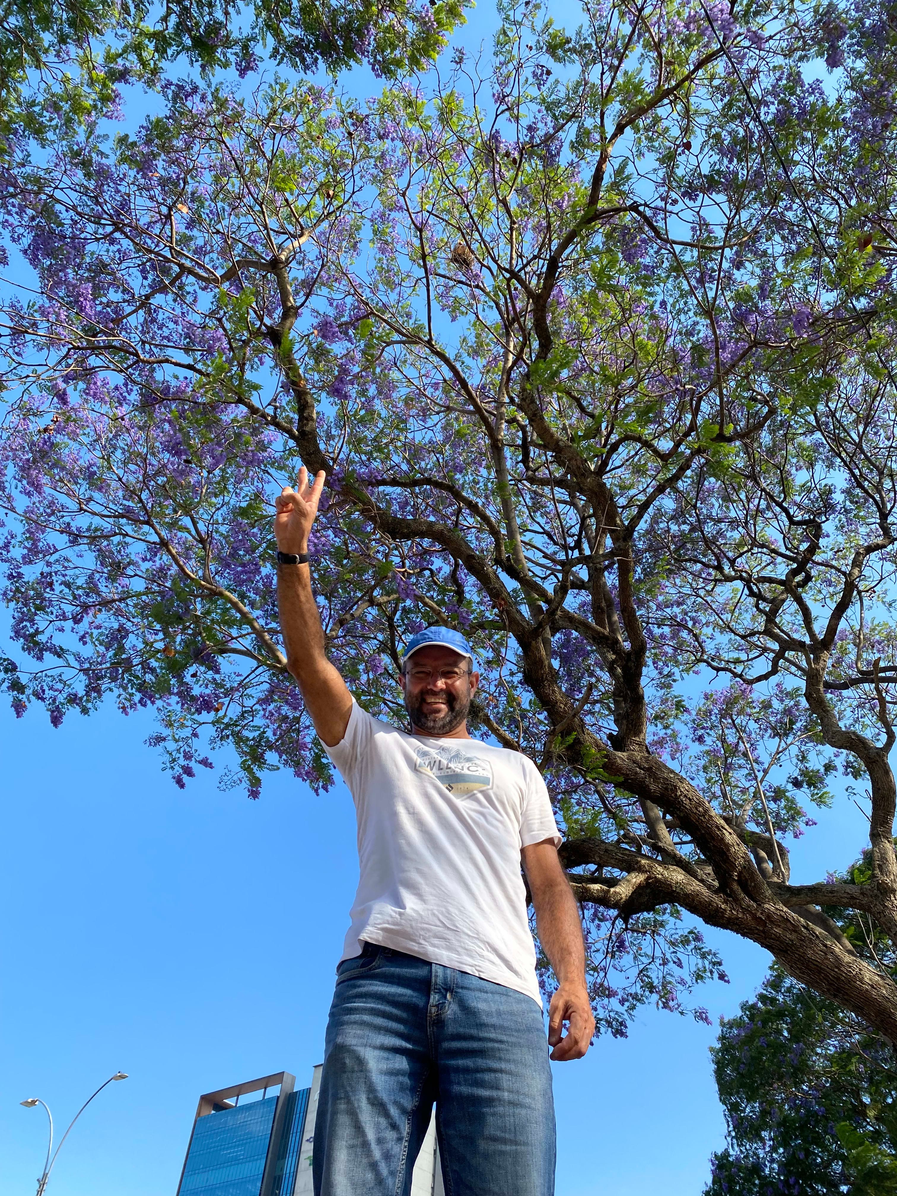 Árboles en Flor: Cortez, Roble y Jacaranda 29