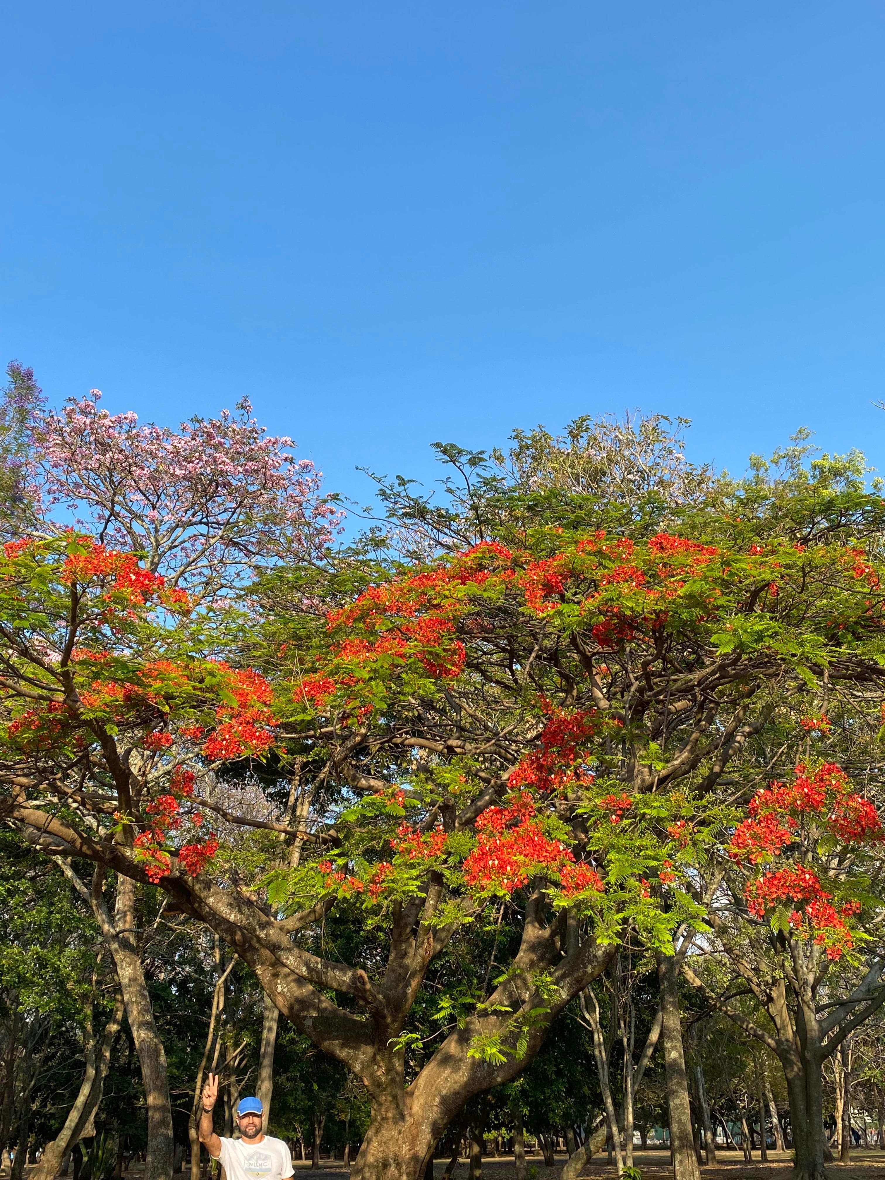 Árboles en Flor: Cortez, Roble y Jacaranda 28