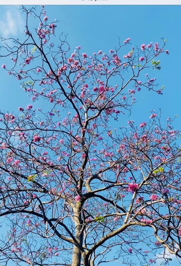 Árboles en Flor: Cortez, Roble y Jacaranda 27