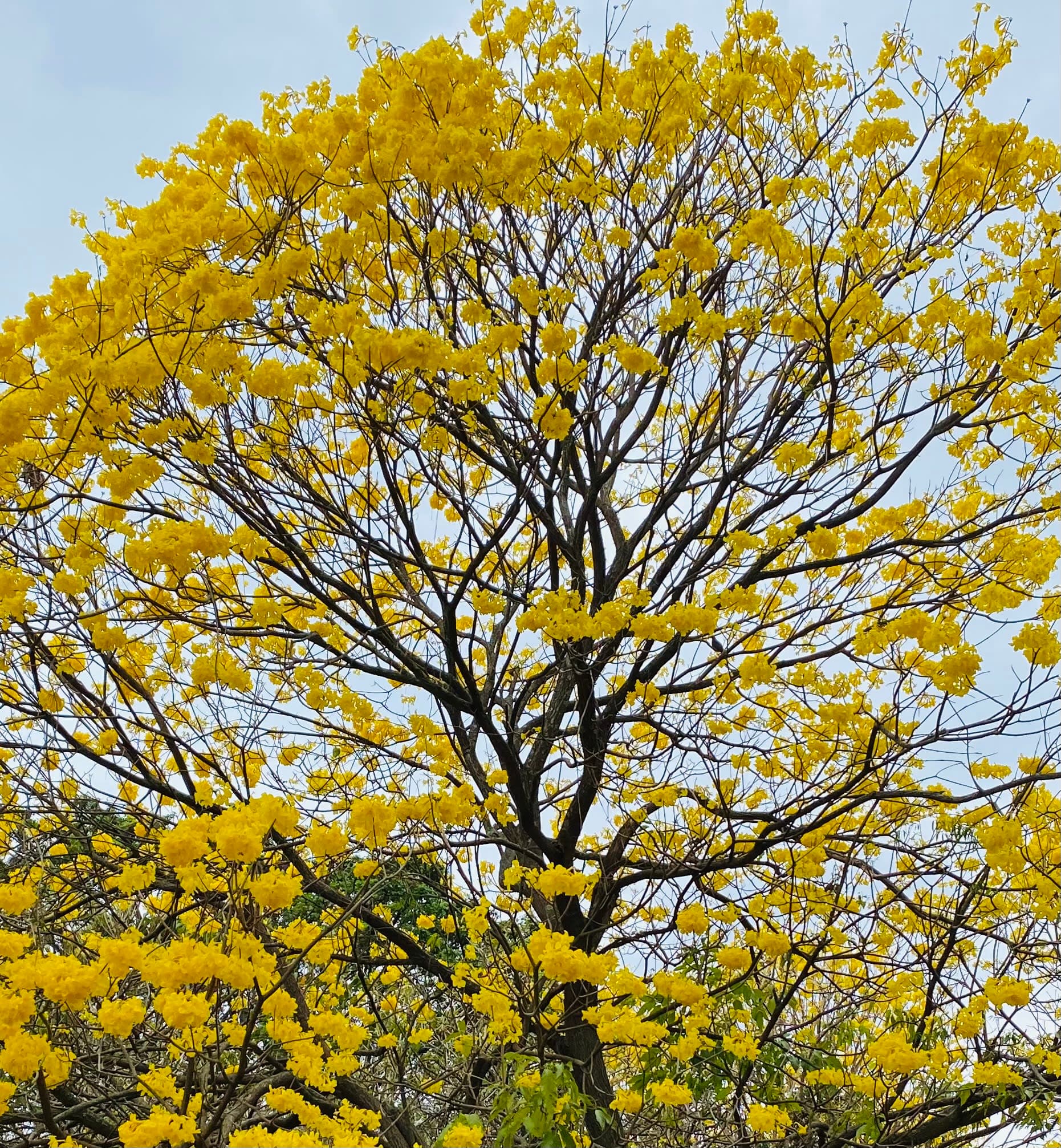 Árboles en Flor: Cortez, Roble y Jacaranda 25