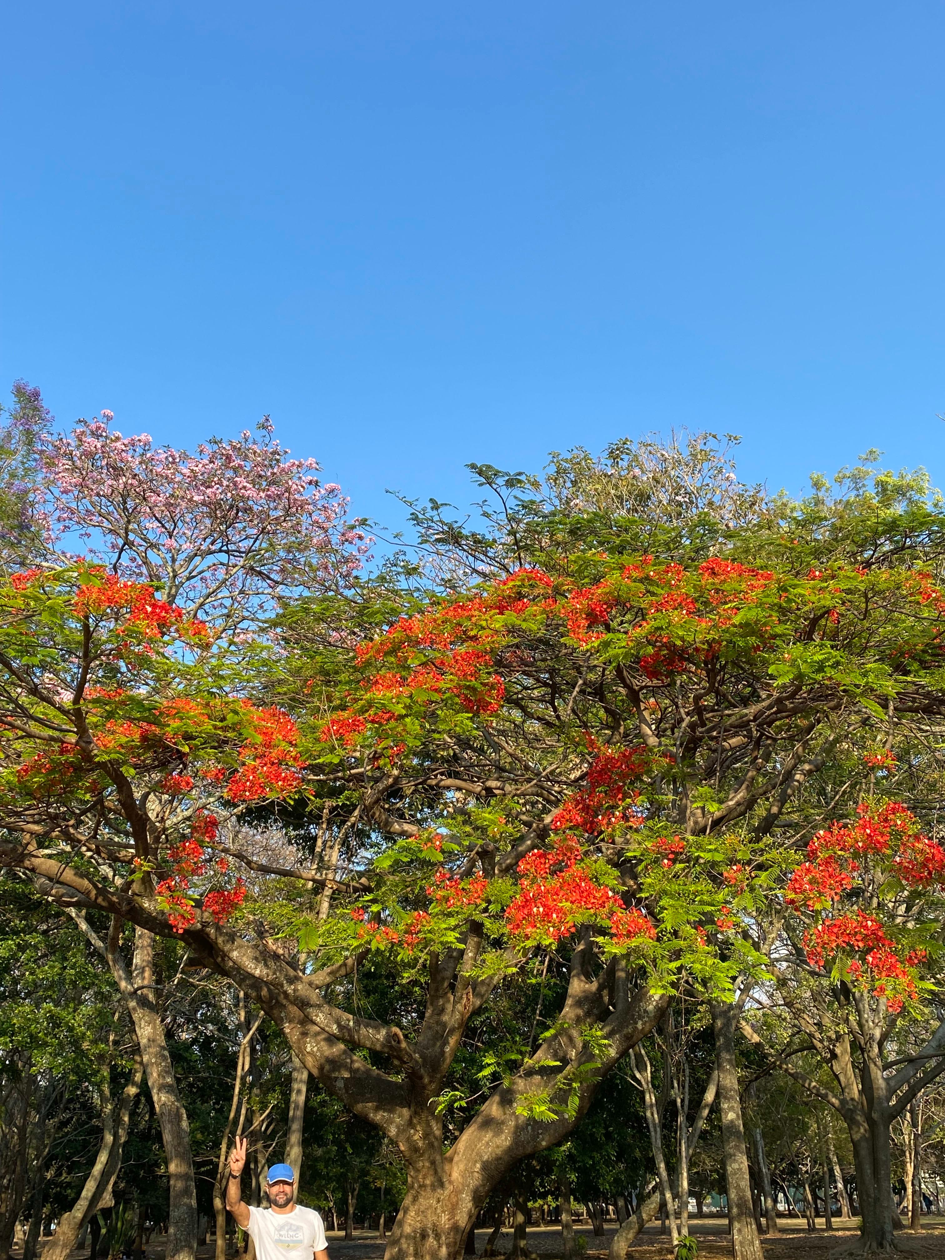 Árboles en Flor: Cortez, Roble y Jacaranda 23