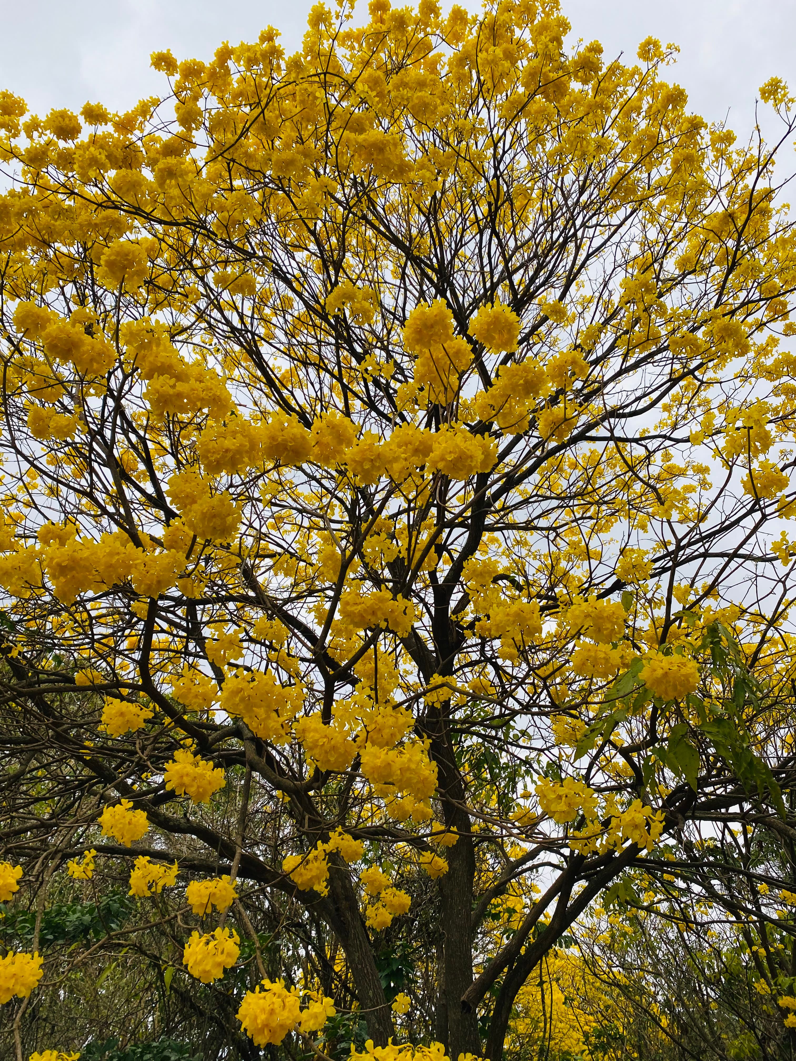Árboles en Flor: Cortez, Roble y Jacaranda 24