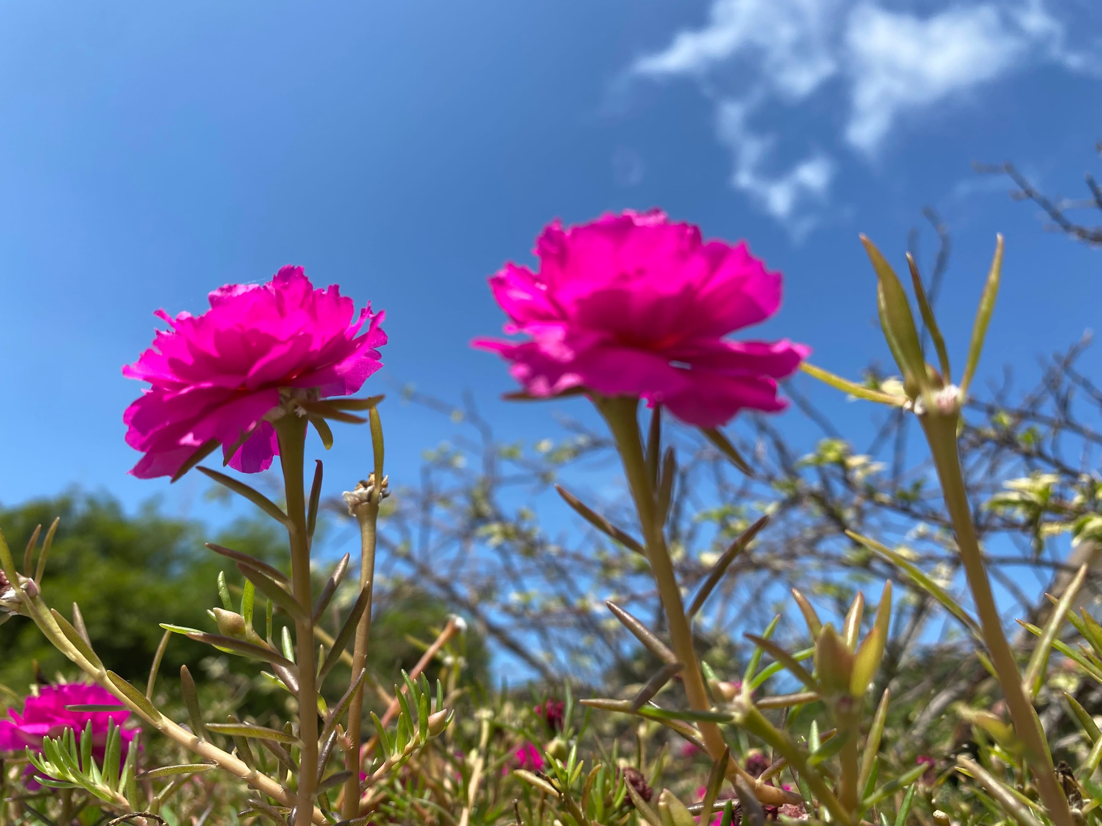 Árboles en Flor: Cortez, Roble y Jacaranda 20