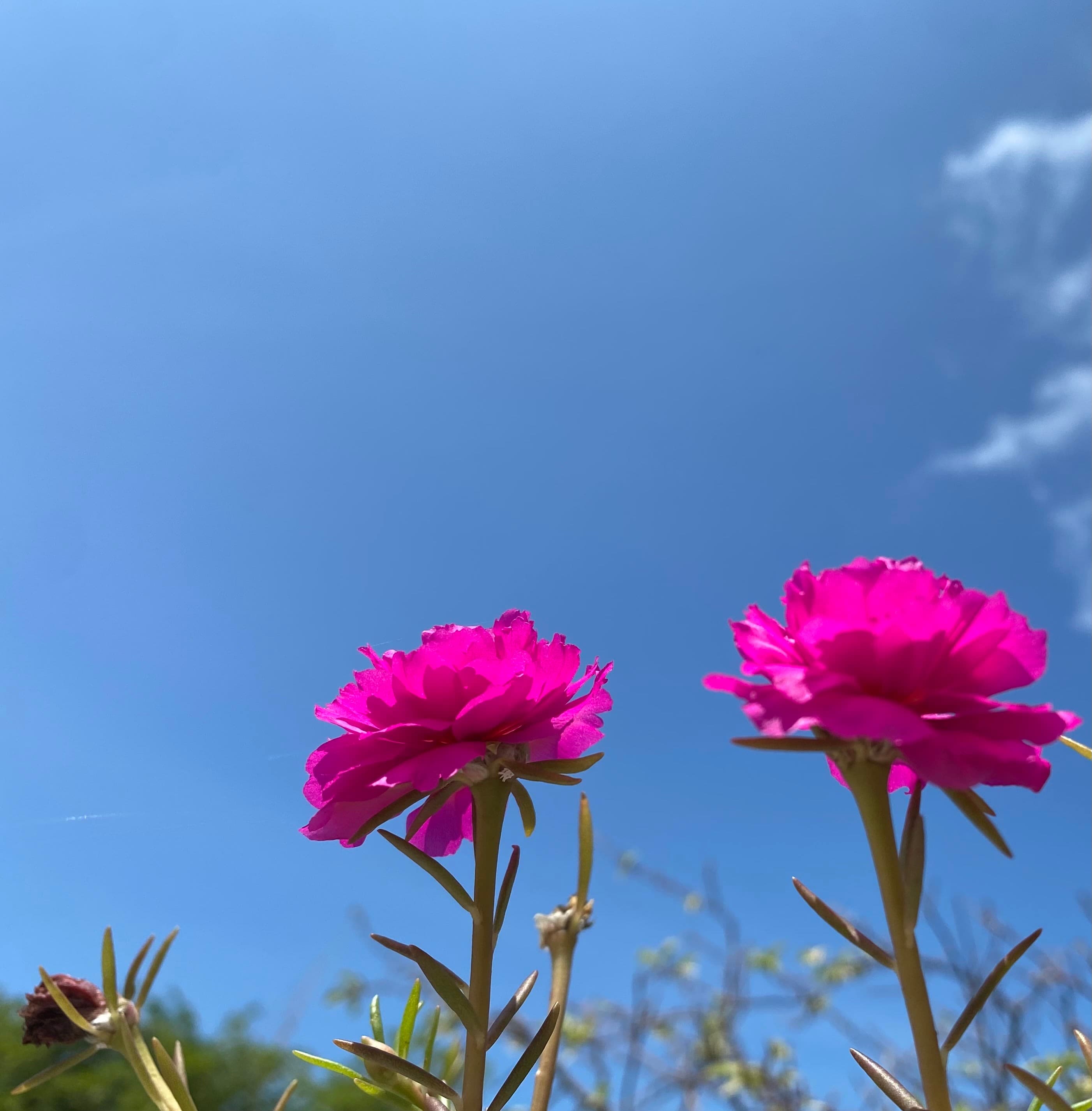 Árboles en Flor: Cortez, Roble y Jacaranda 21