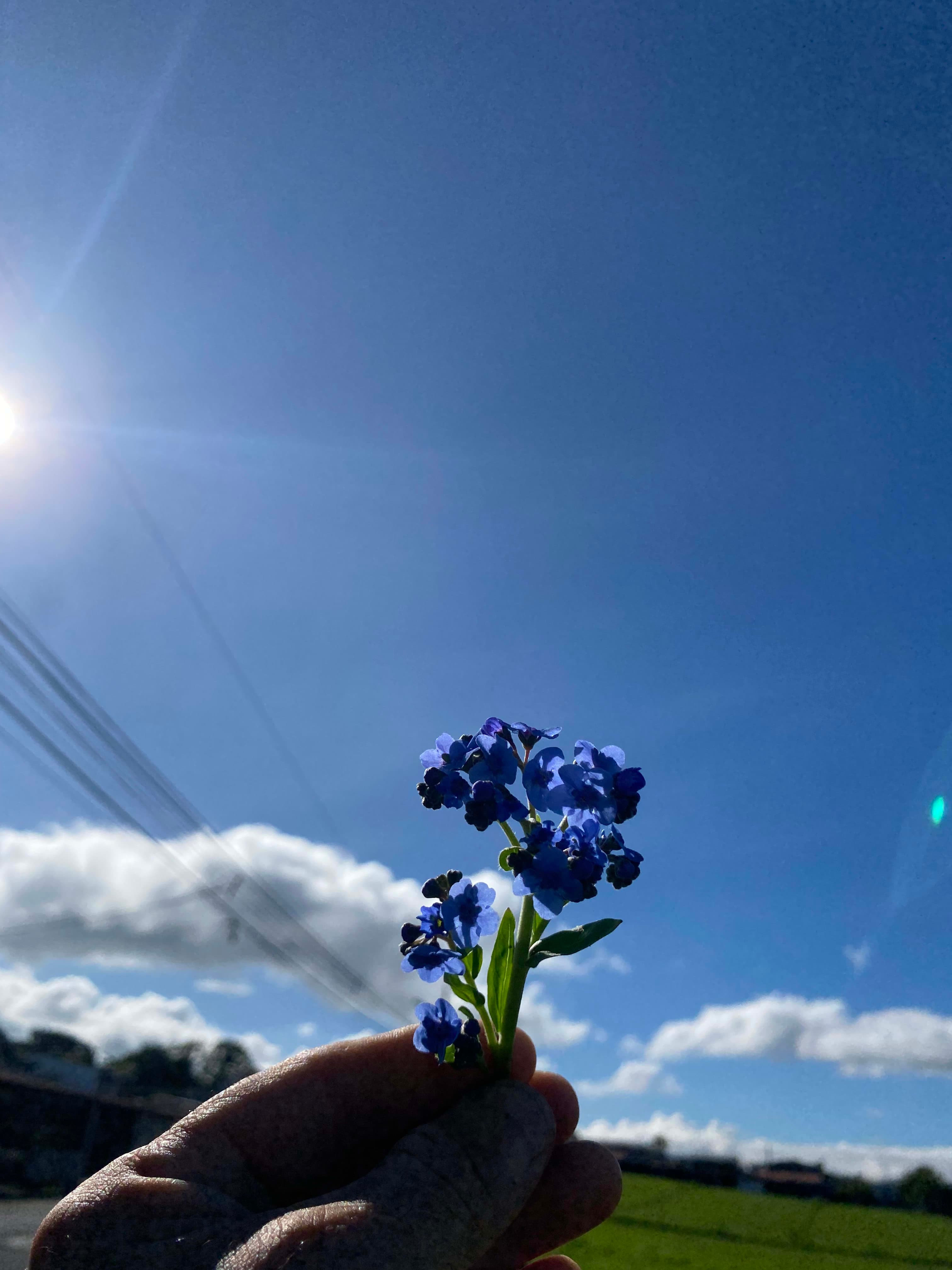 Árboles en Flor: Cortez, Roble y Jacaranda 19