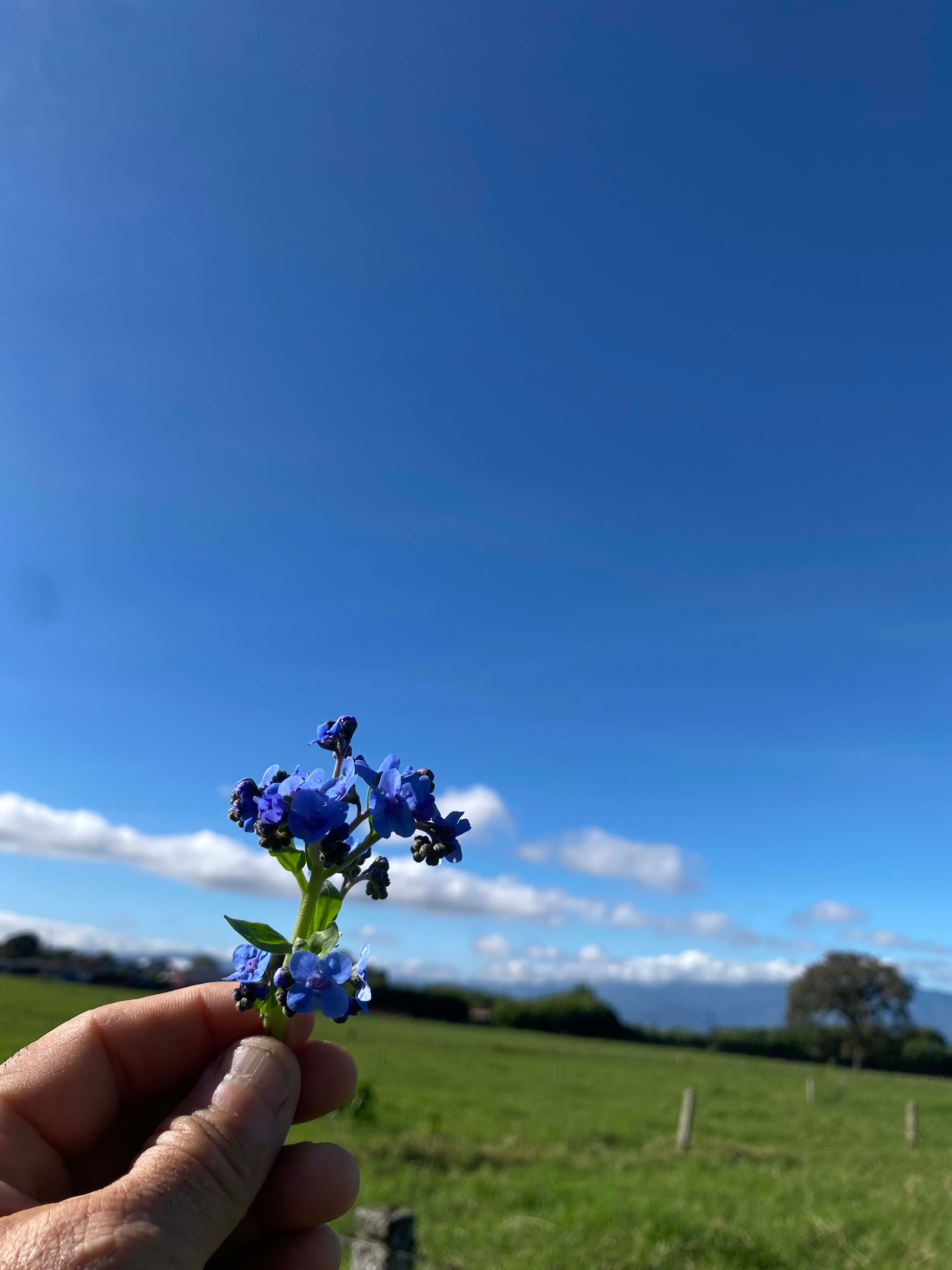 Árboles en Flor: Cortez, Roble y Jacaranda 18
