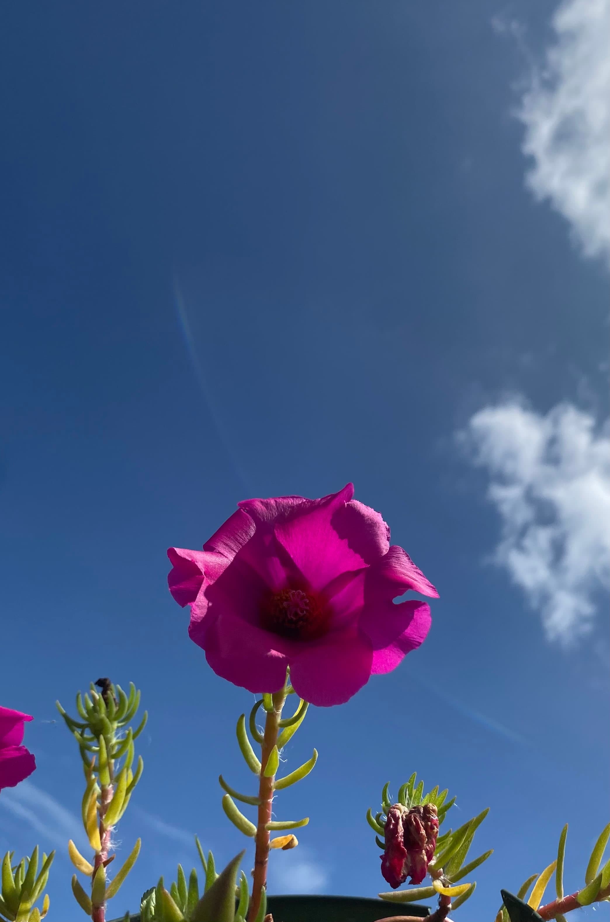 Árboles en Flor: Cortez, Roble y Jacaranda 16