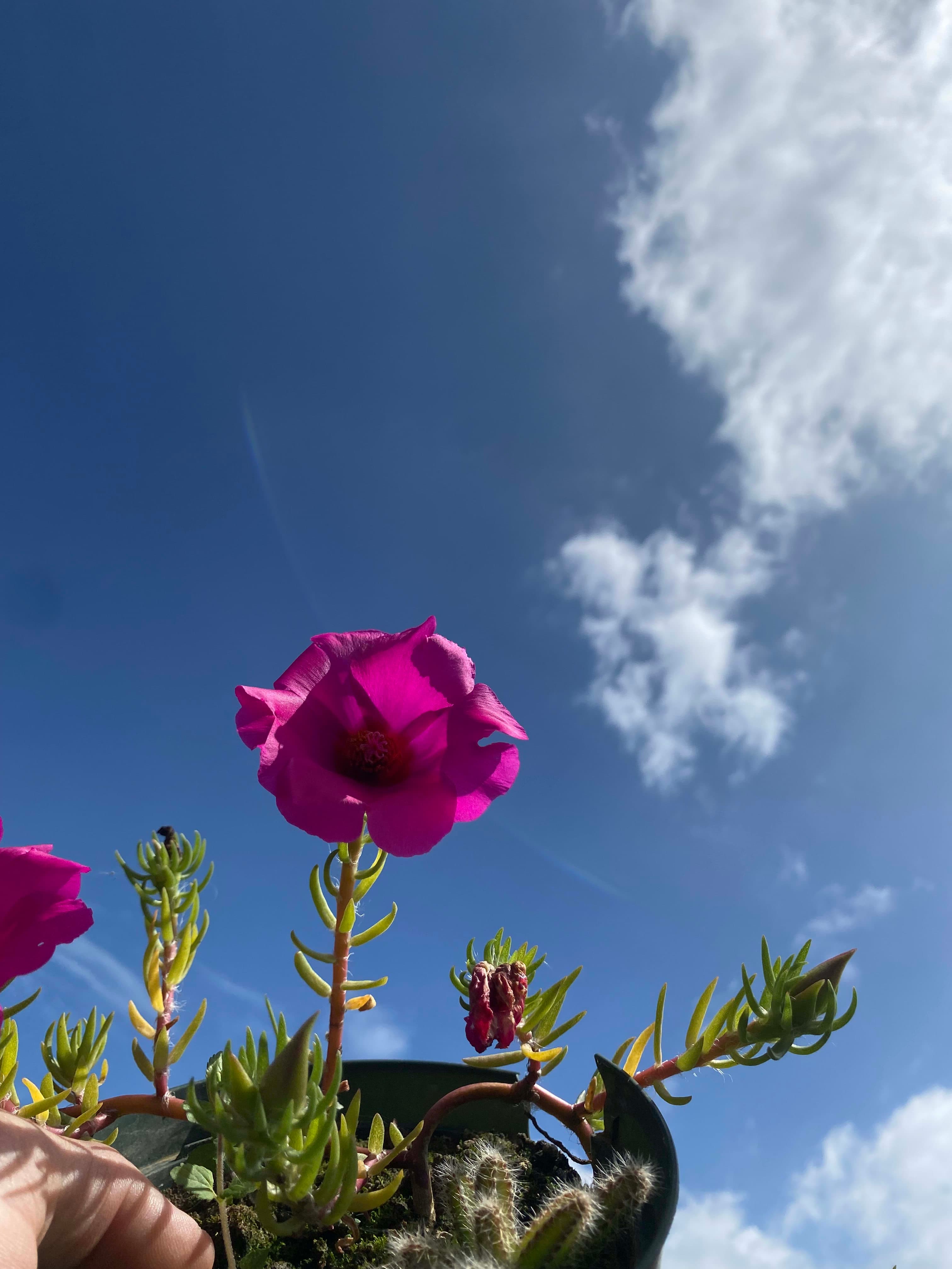 Árboles en Flor: Cortez, Roble y Jacaranda 15