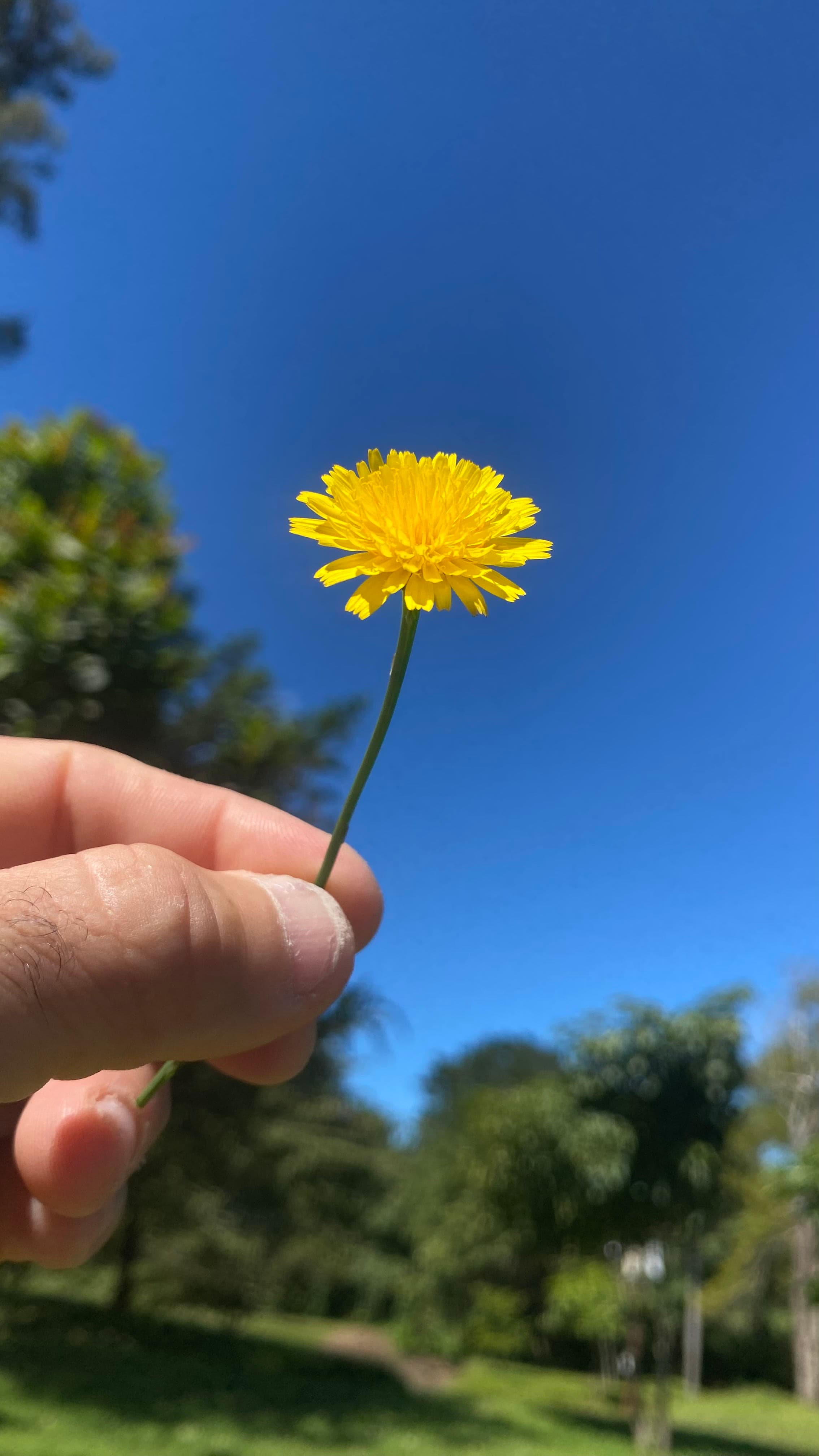 Árboles en Flor: Cortez, Roble y Jacaranda 14