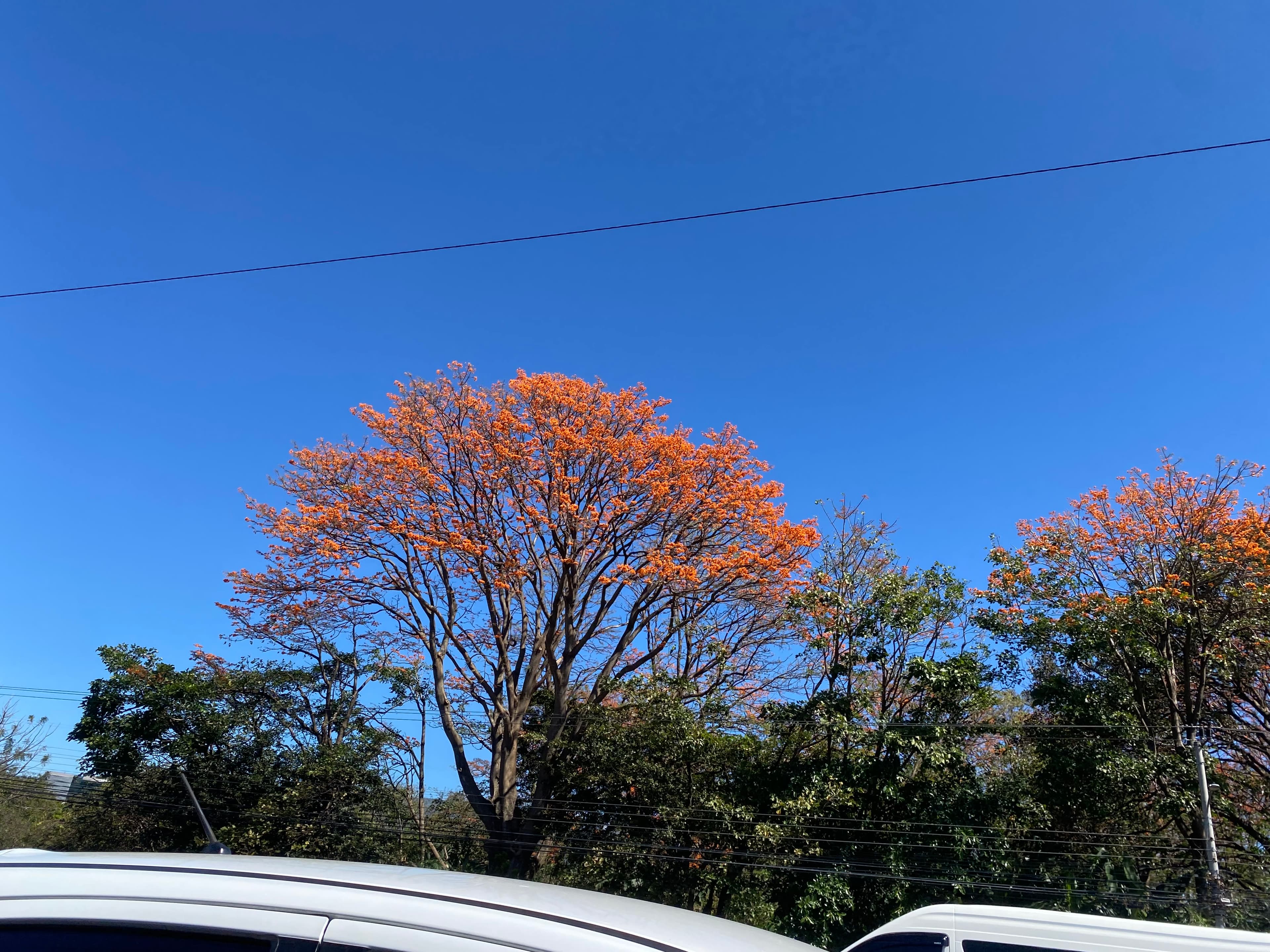 Árboles en Flor: Cortez, Roble y Jacaranda 13