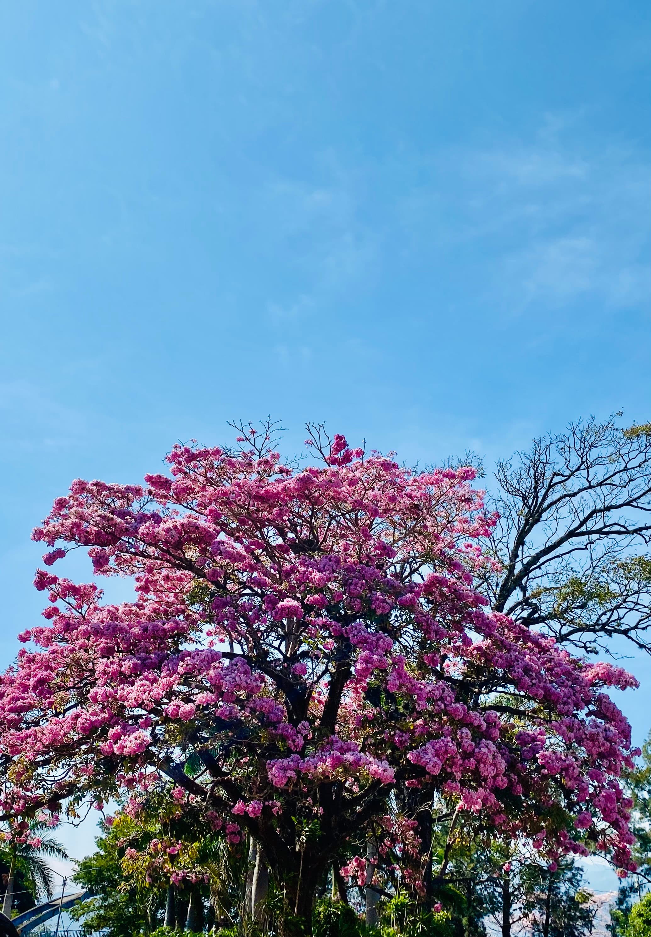 Árboles en Flor: Cortez, Roble y Jacaranda 12