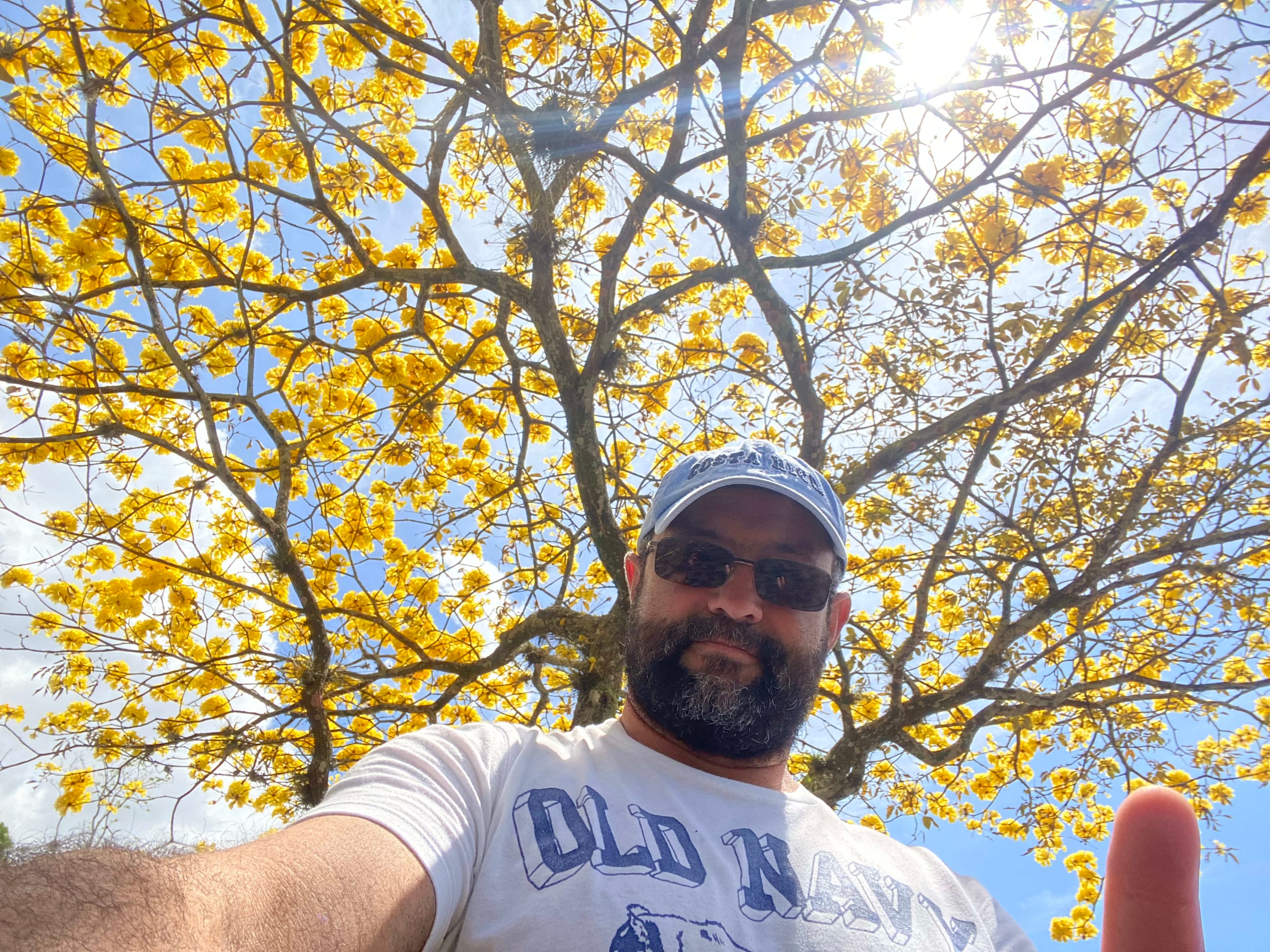 Árboles en Flor: Cortez, Roble y Jacaranda 10