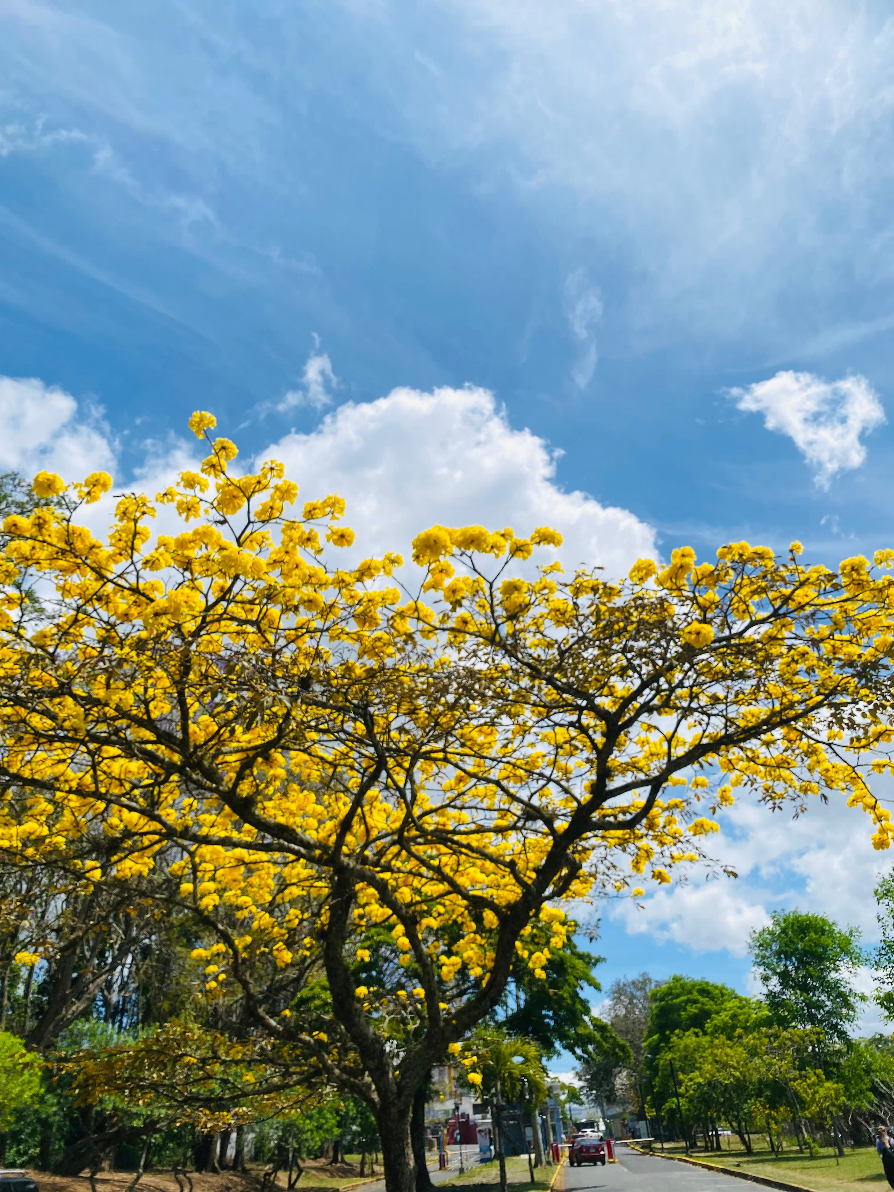 Árboles en Flor: Cortez, Roble y Jacaranda 8