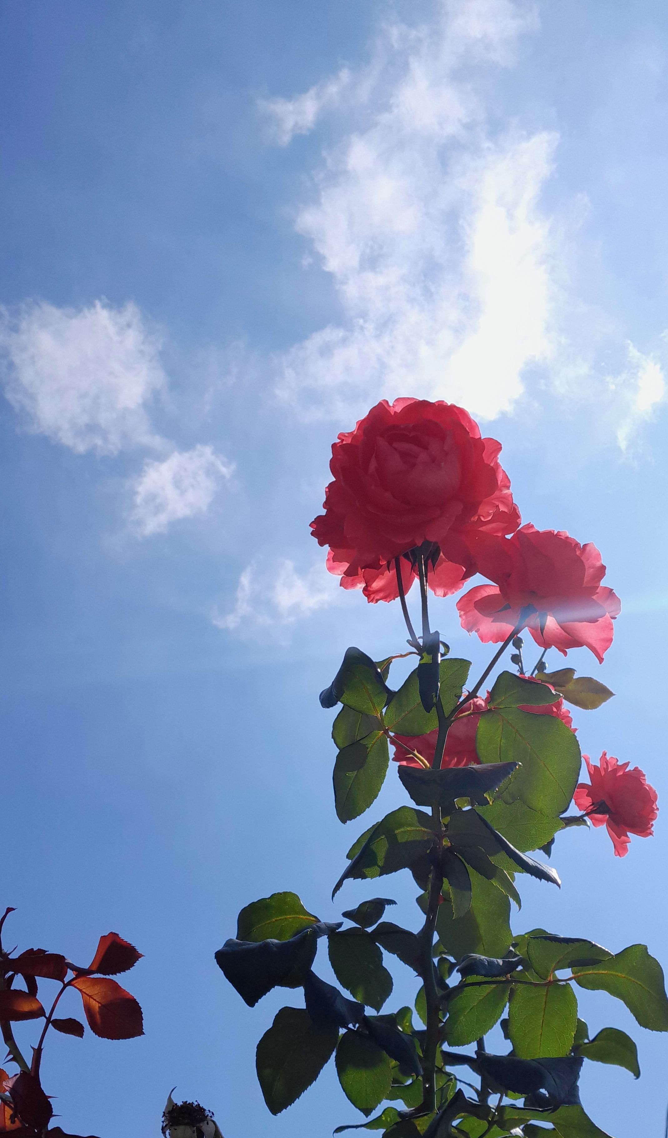 Árboles en Flor: Cortez, Roble y Jacaranda 3