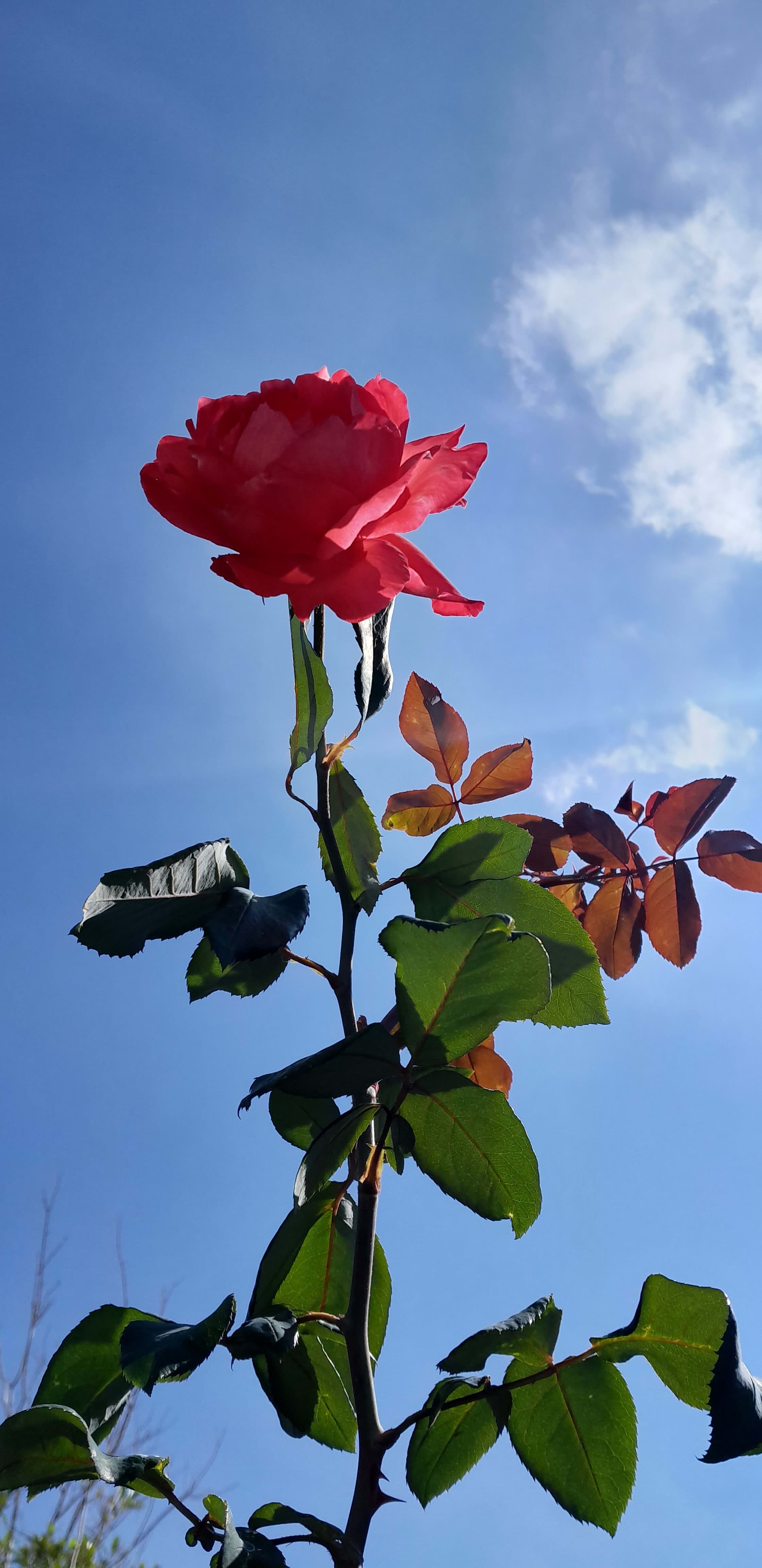 Árboles en Flor: Cortez, Roble y Jacaranda 2