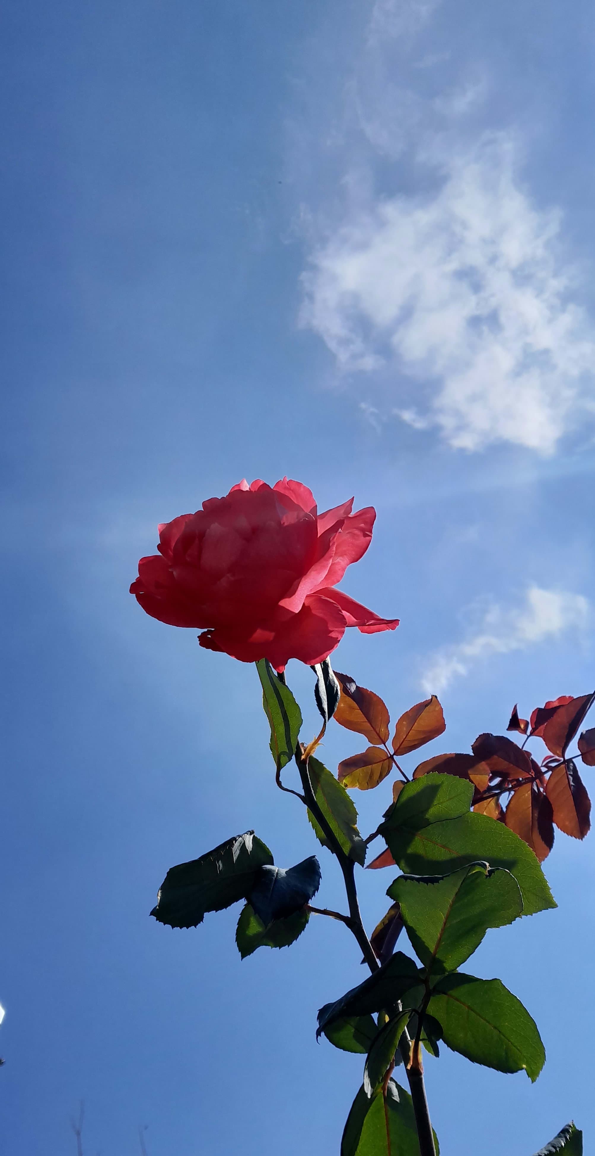 Árboles en Flor: Cortez, Roble y Jacaranda 4