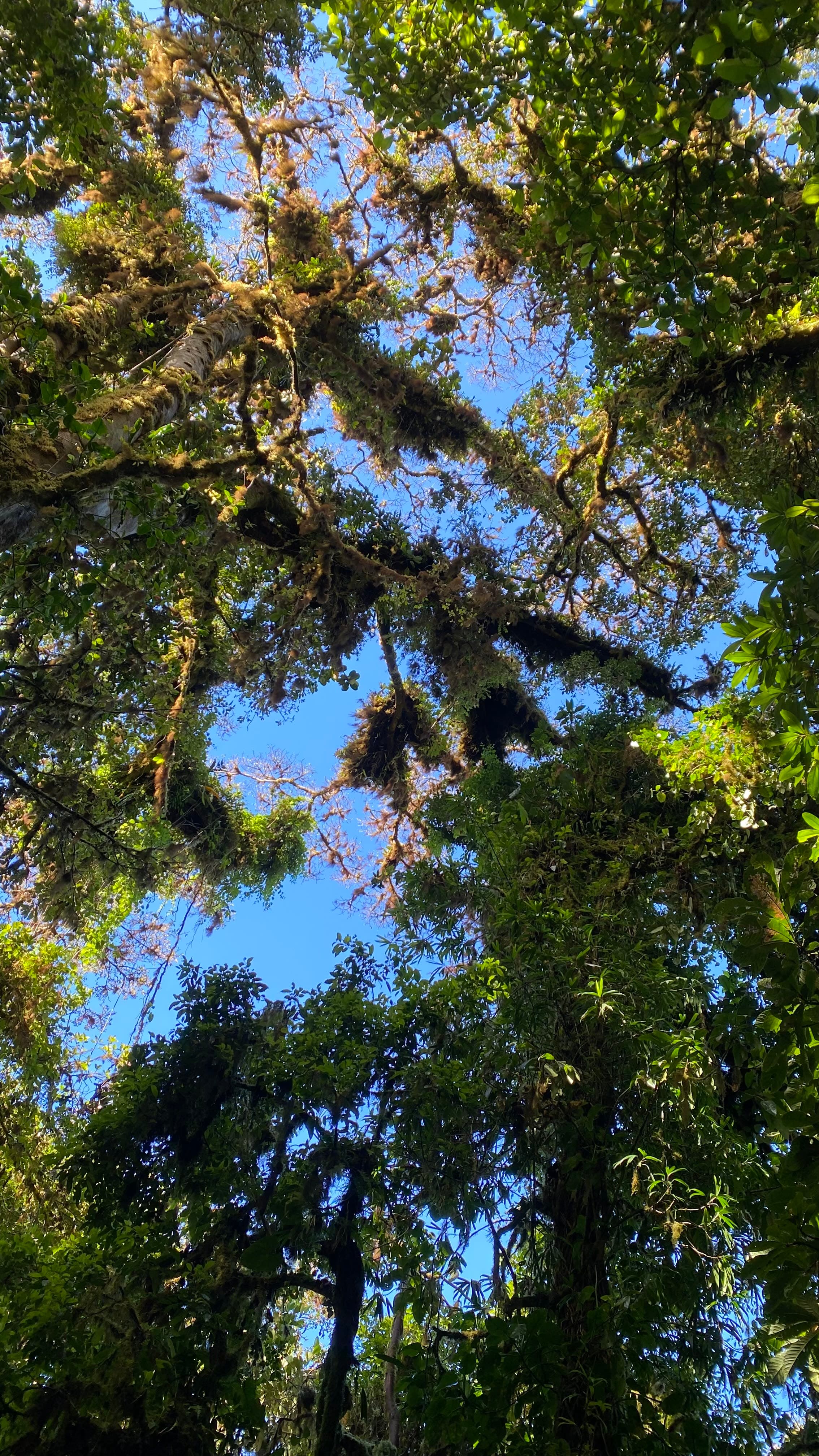Monteverde 3